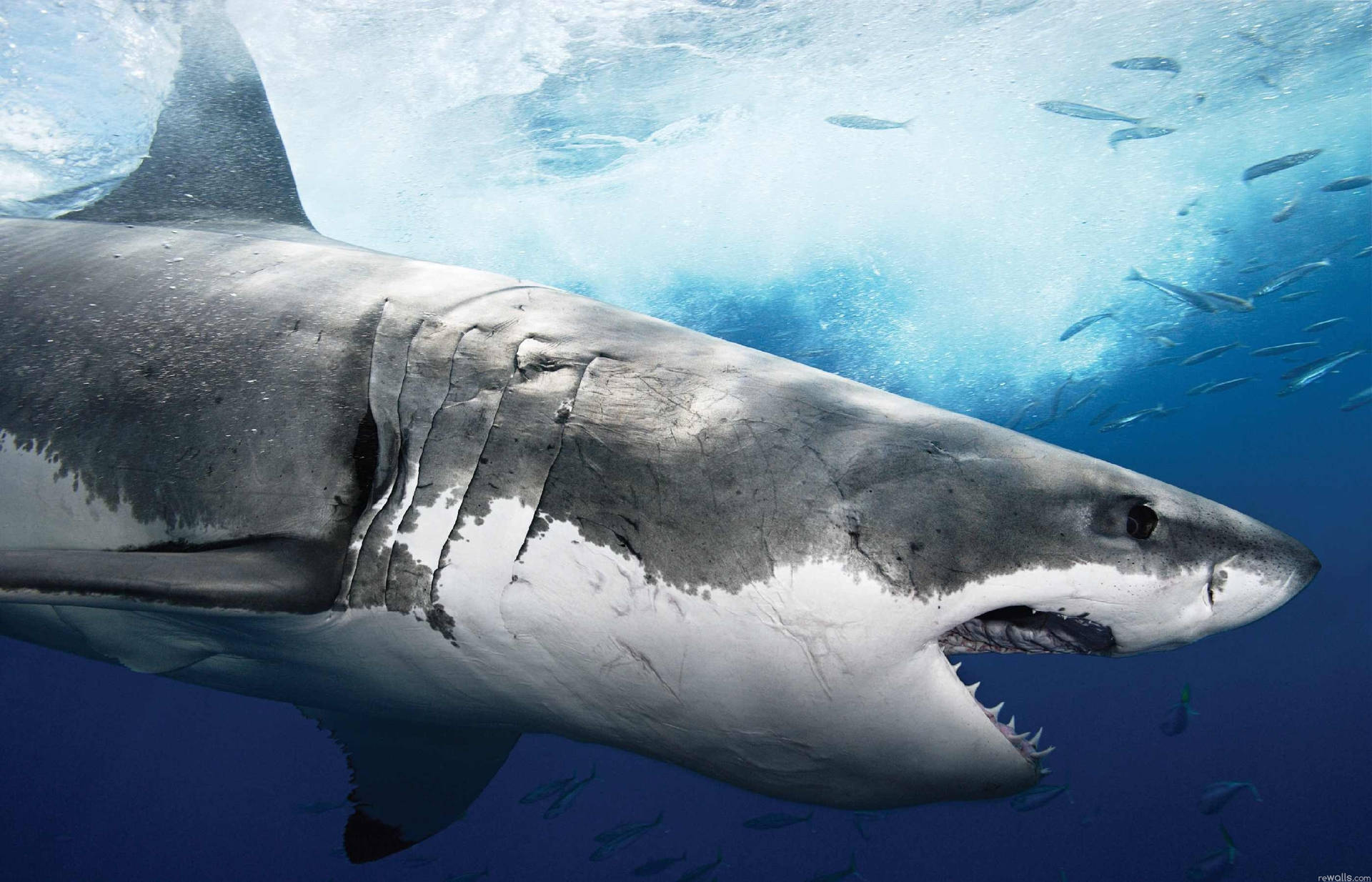 Shark 2801X1800 Wallpaper and Background Image
