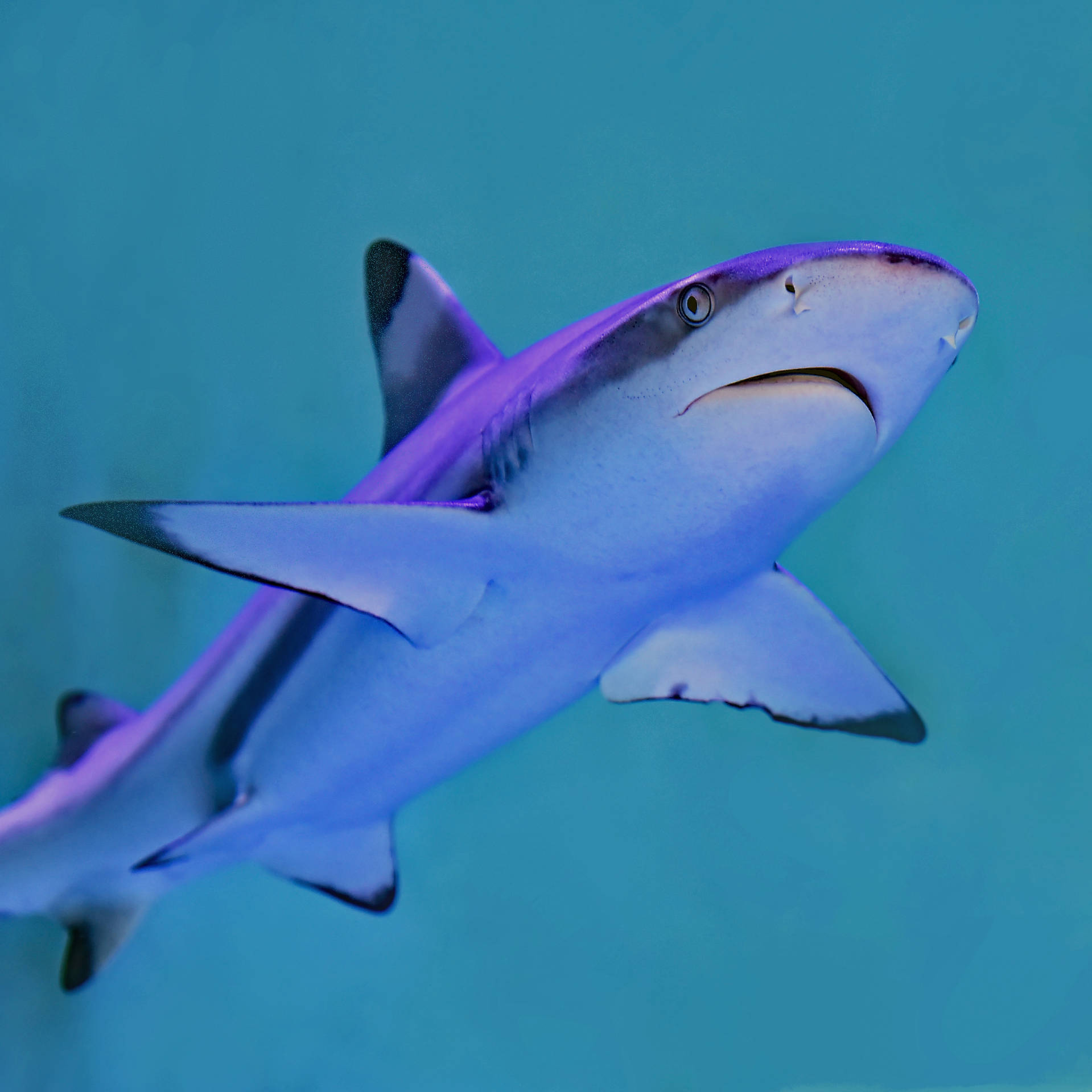 2846X2847 Shark Wallpaper and Background