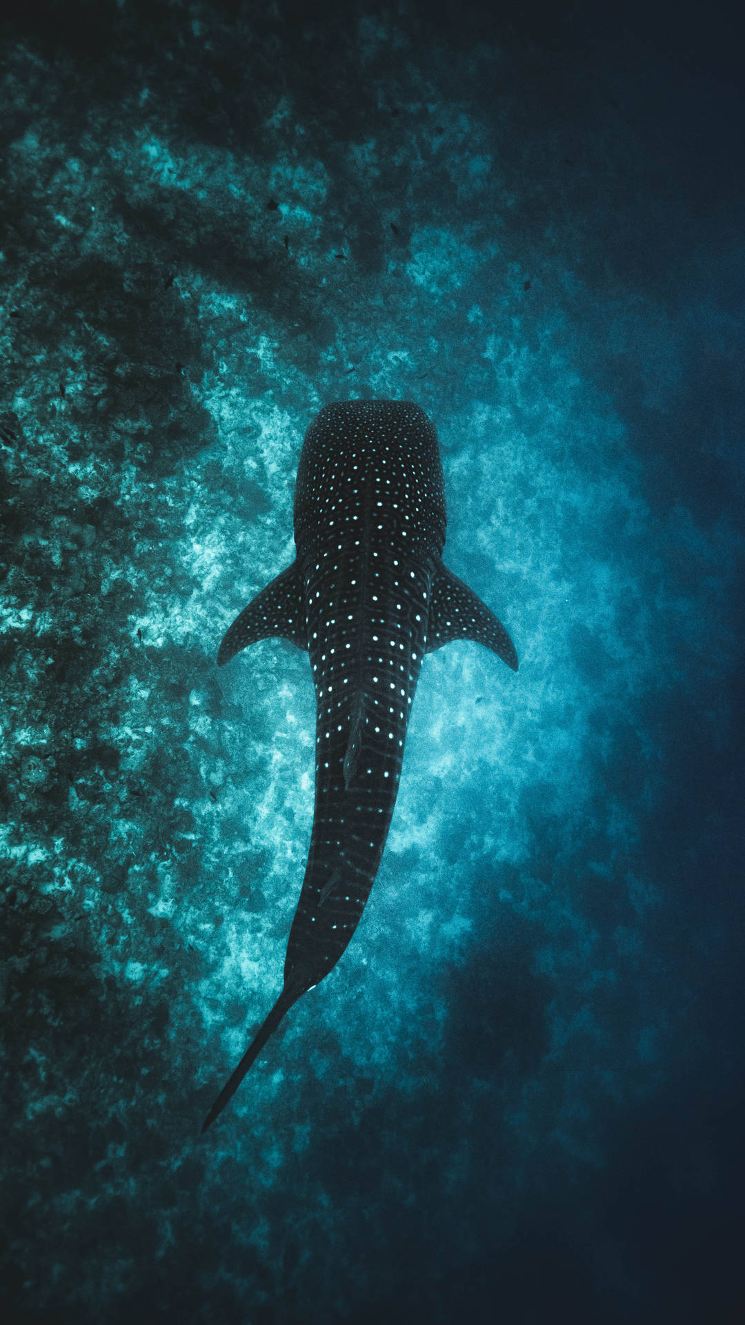 3031X5388 Shark Wallpaper and Background