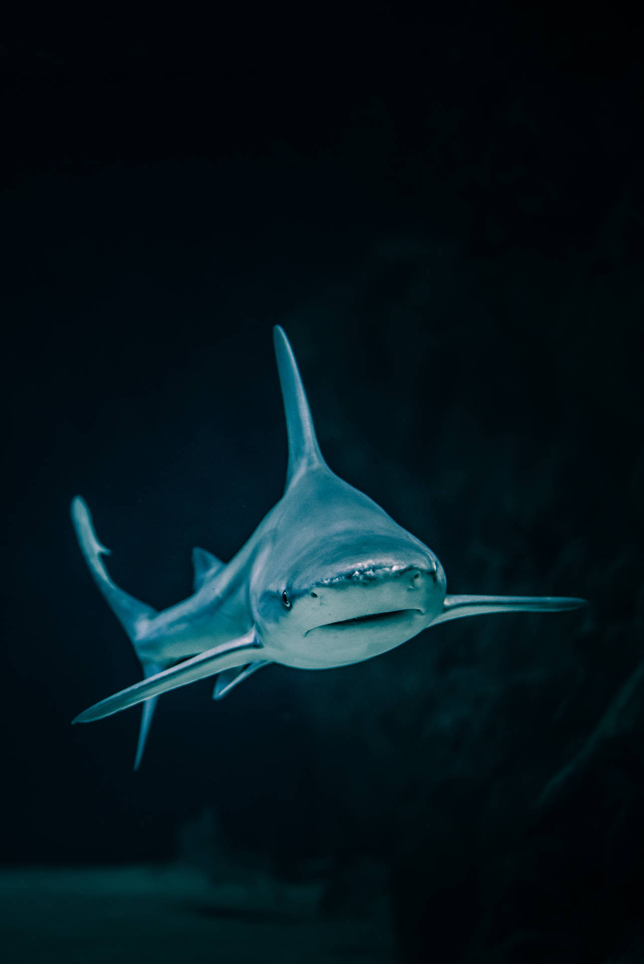 Shark 3547X5313 Wallpaper and Background Image