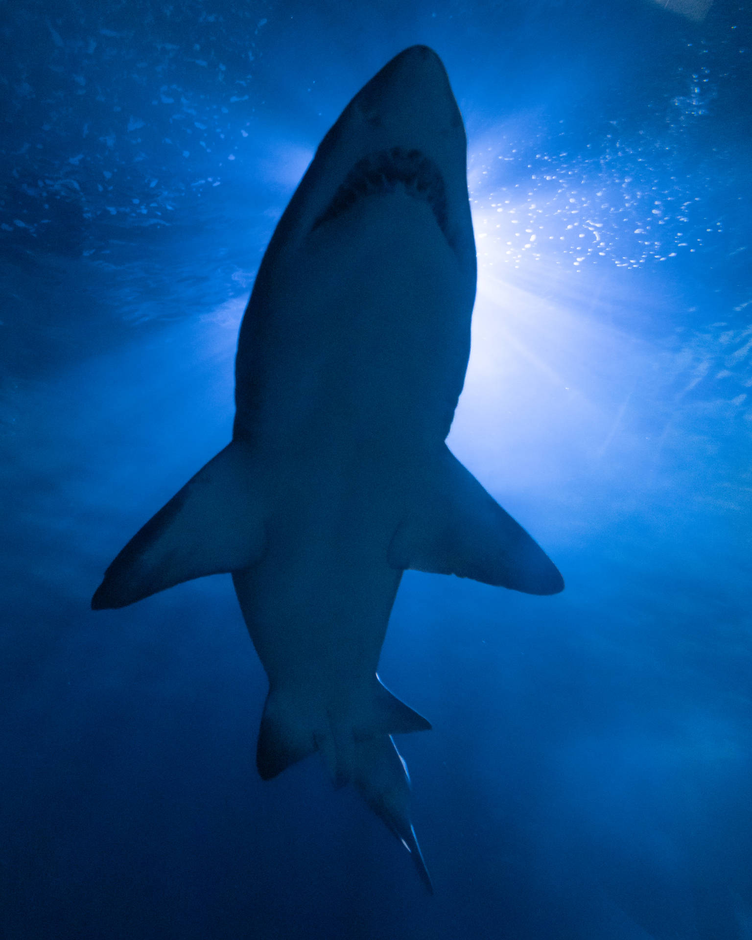 3907X4884 Shark Wallpaper and Background