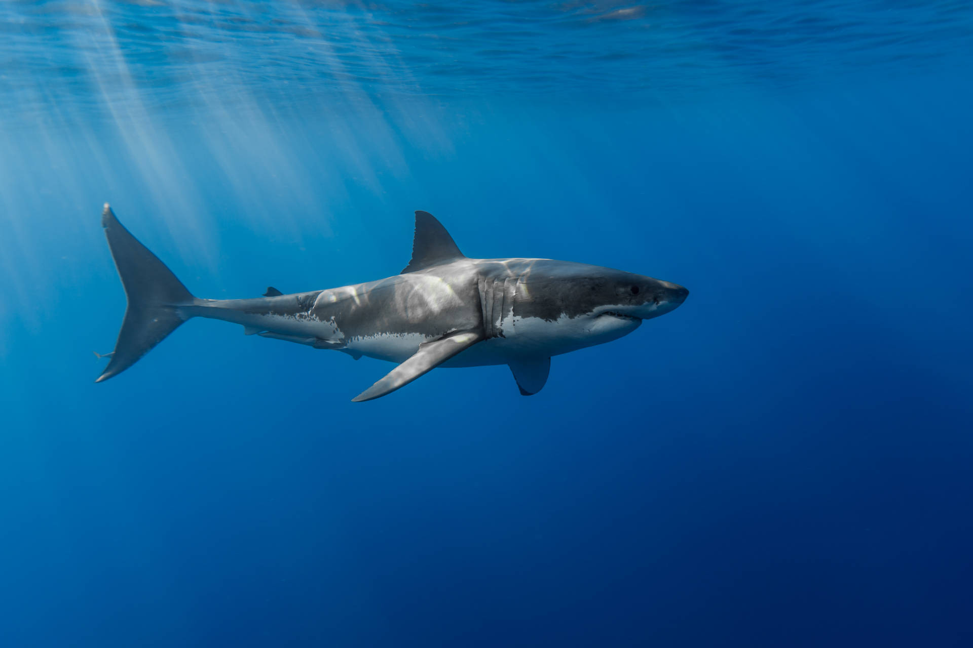 Shark 4157X2771 Wallpaper and Background Image
