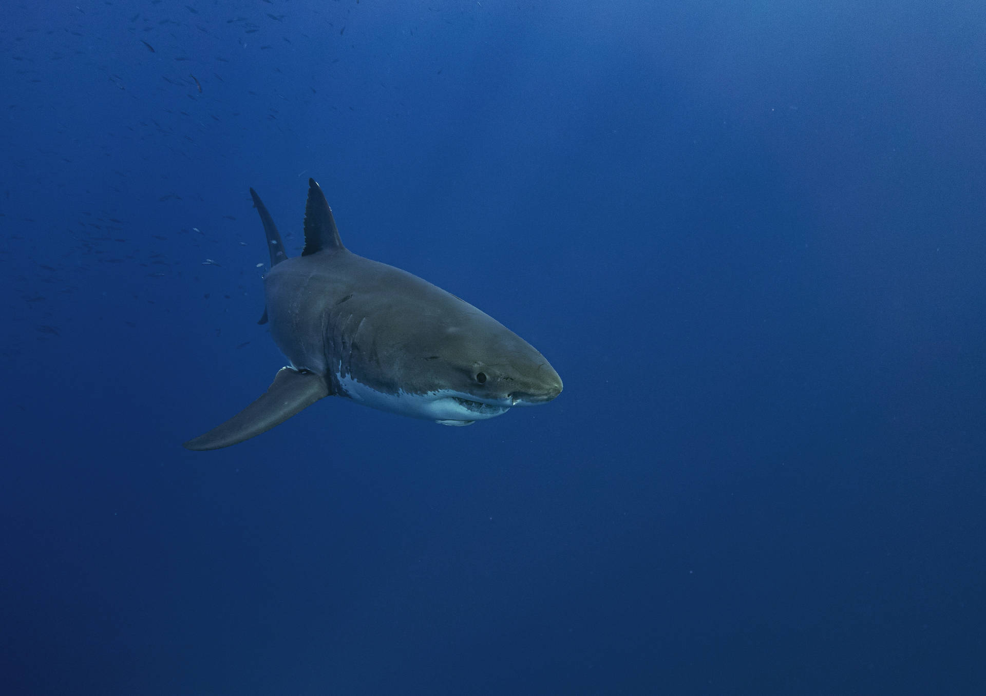 Shark 4646X3281 Wallpaper and Background Image