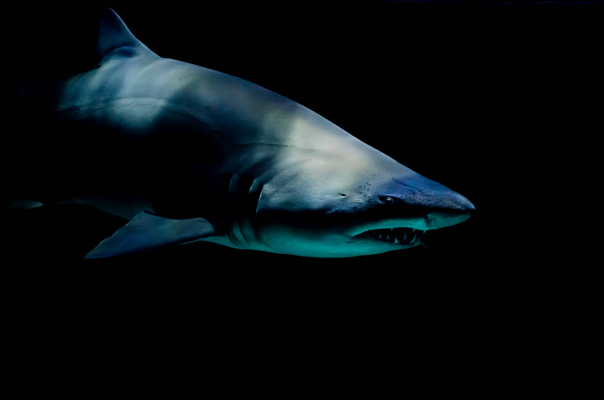 Shark 4928X3264 Wallpaper and Background Image