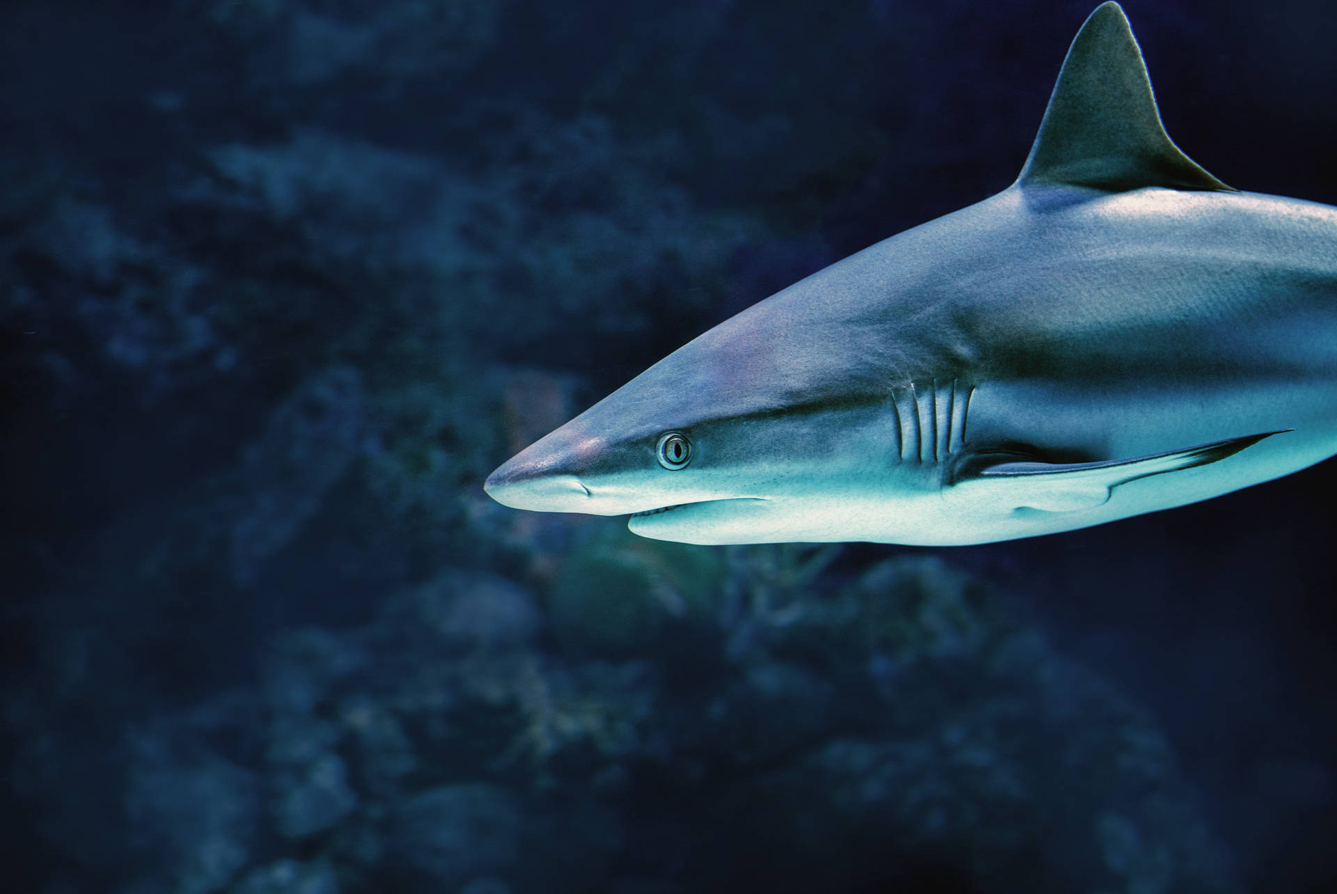 6006X4016 Shark Wallpaper and Background