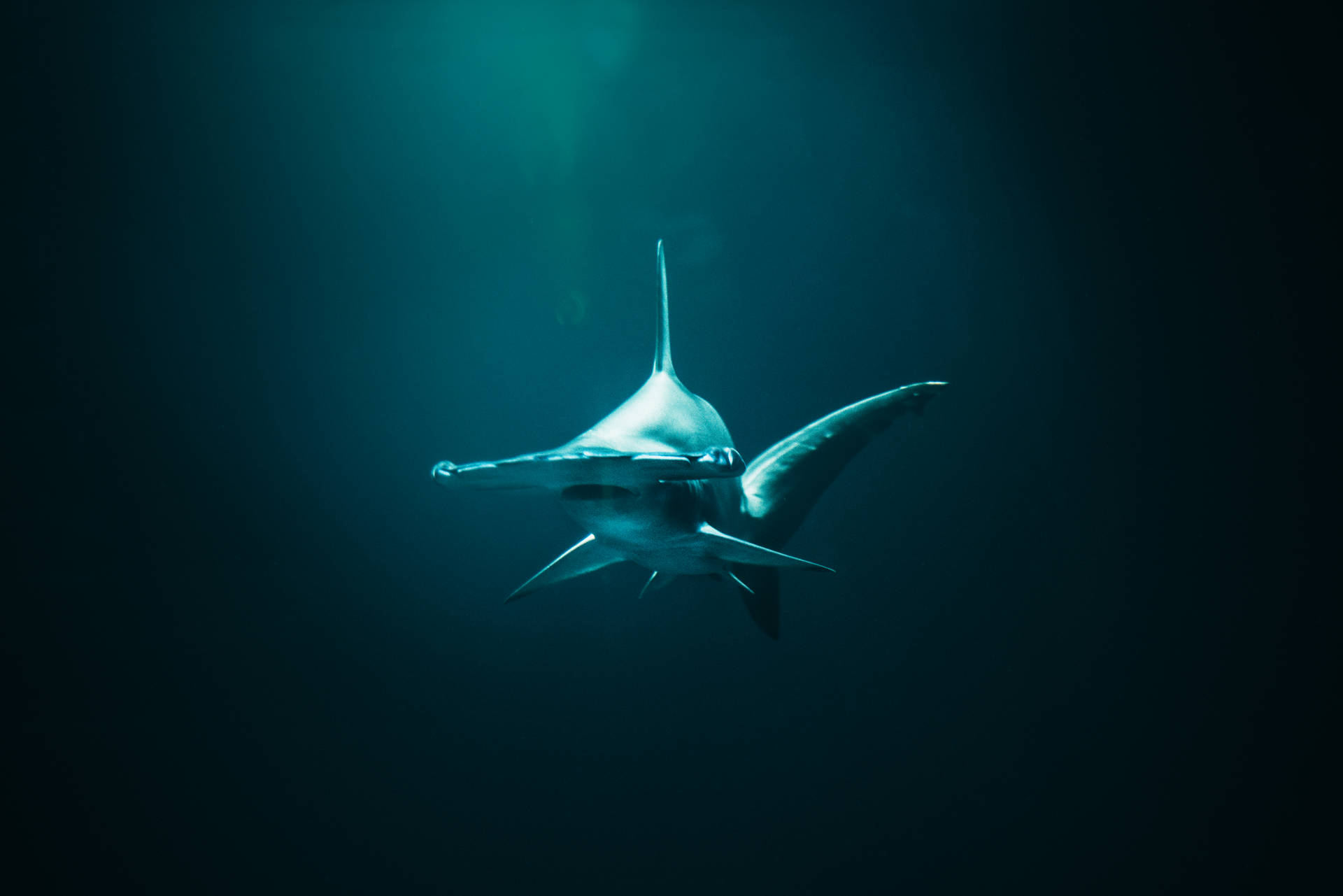7952X5304 Shark Wallpaper and Background