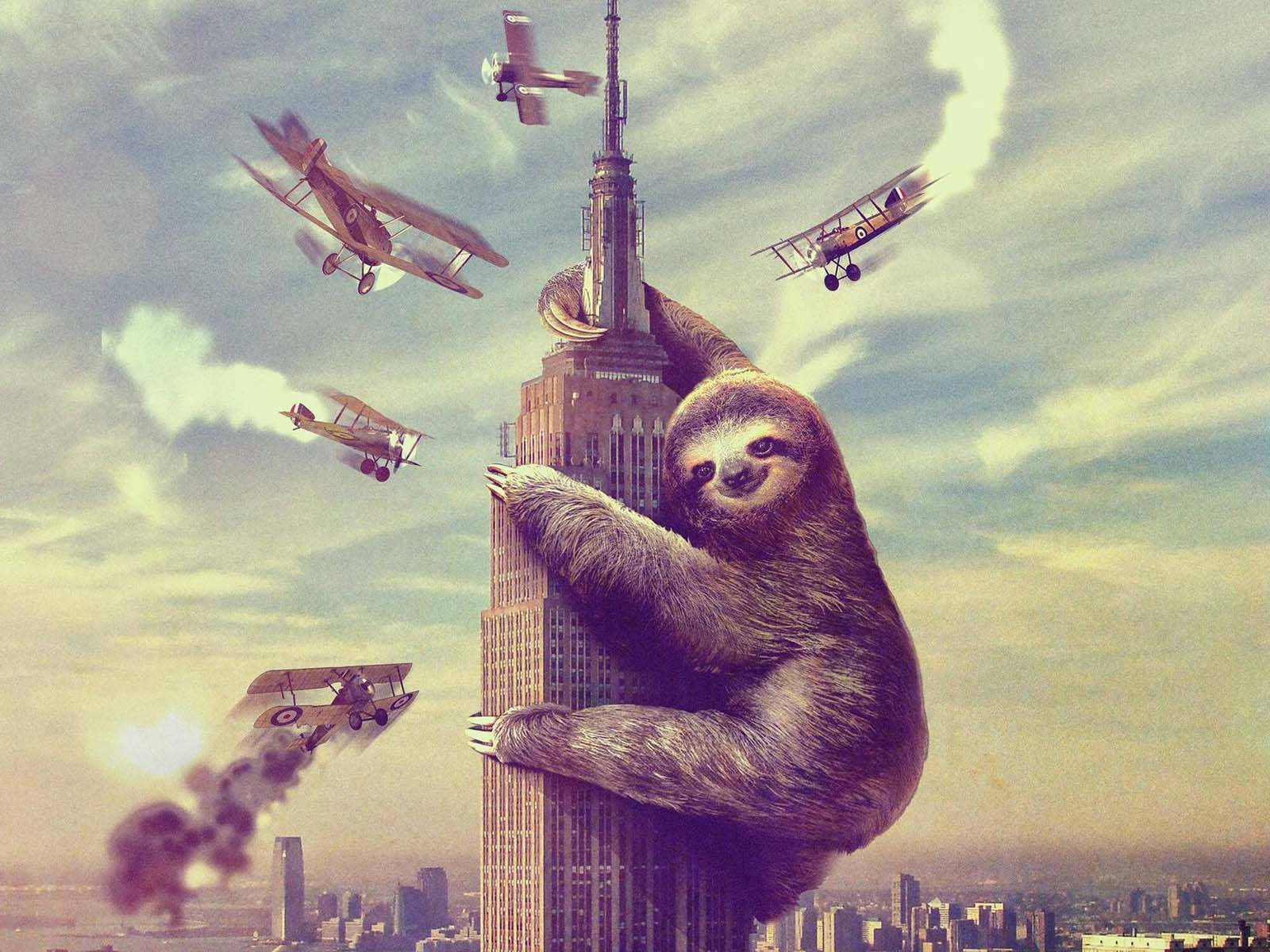 1600X1200 Sloth Wallpaper and Background