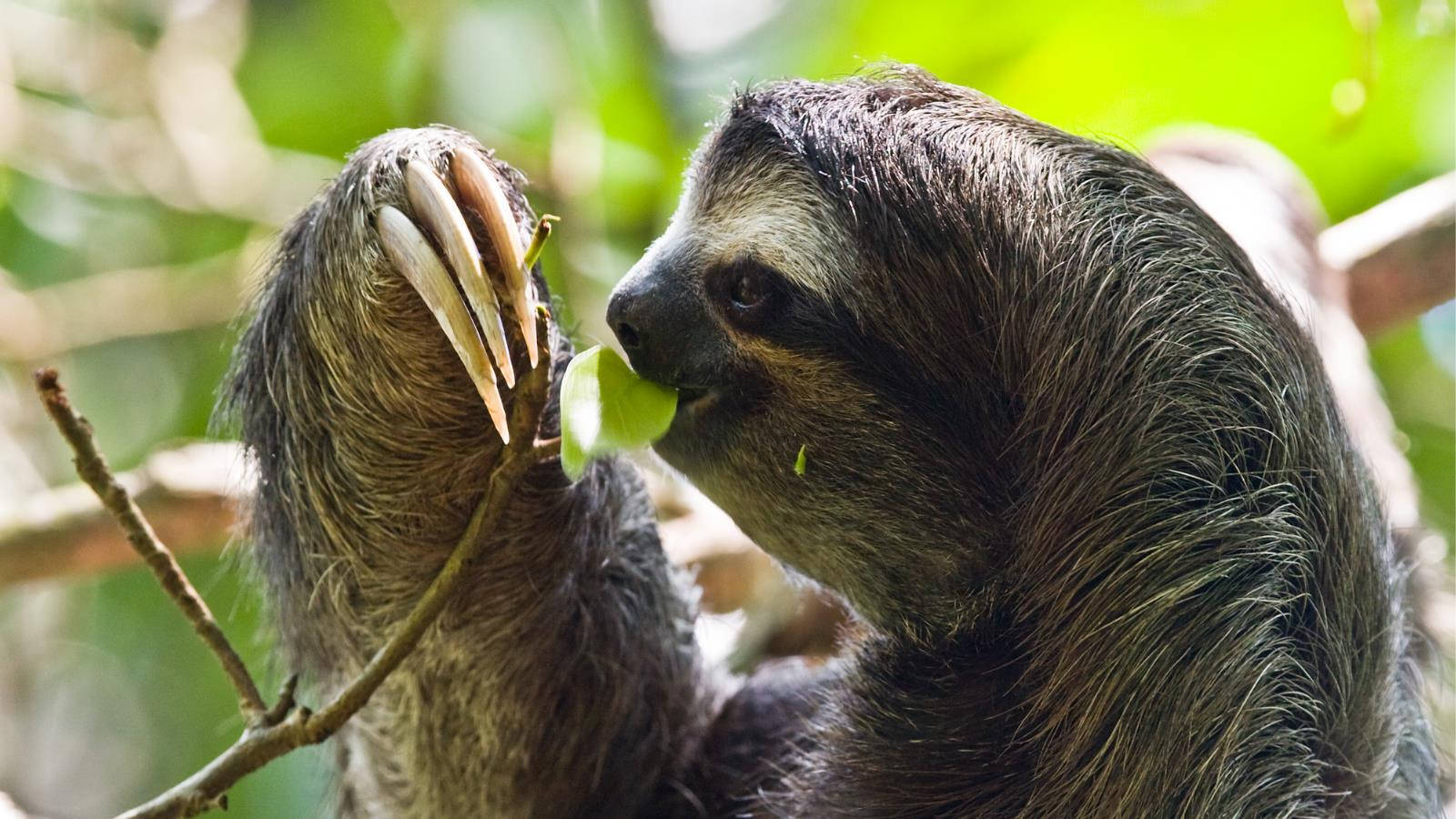 1600X900 Sloth Wallpaper and Background