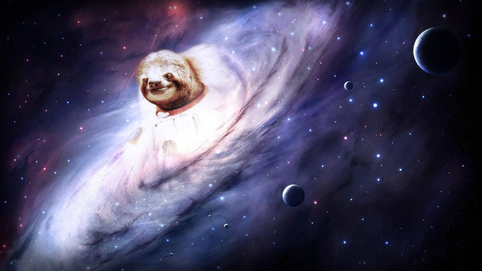 1920X1080 Sloth Wallpaper and Background