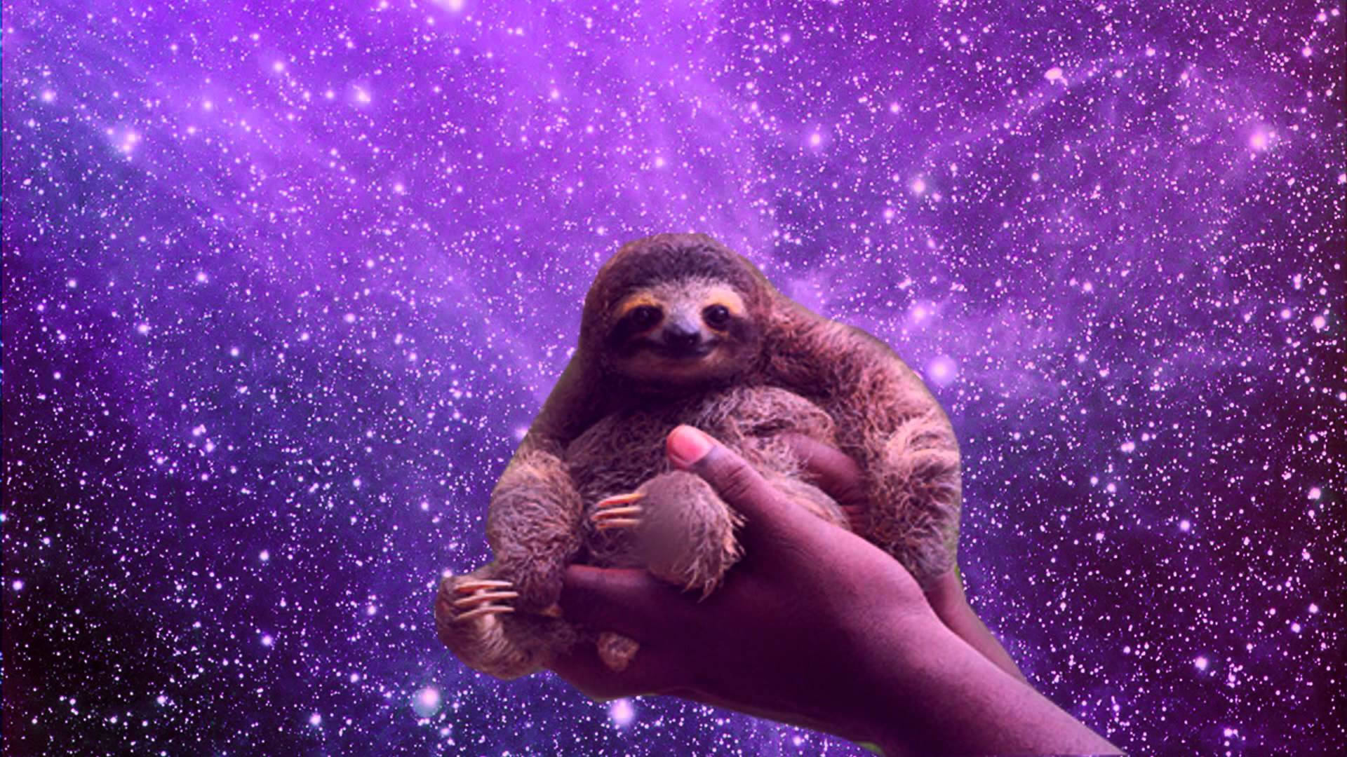 Sloth 1920X1080 Wallpaper and Background Image