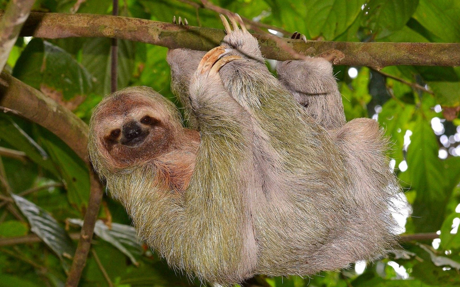 Sloth 1920X1200 wallpaper