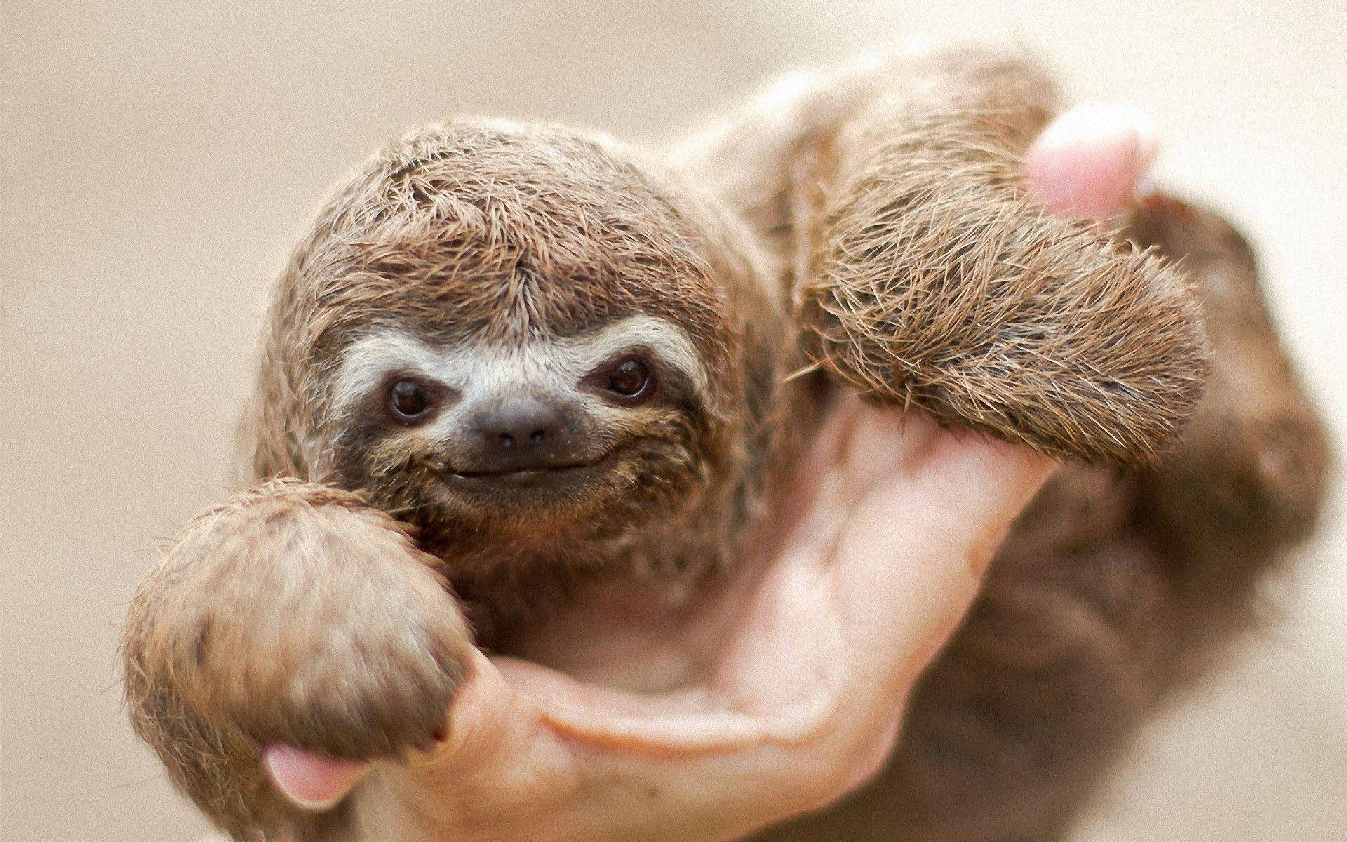 1920X1200 Sloth Wallpaper and Background