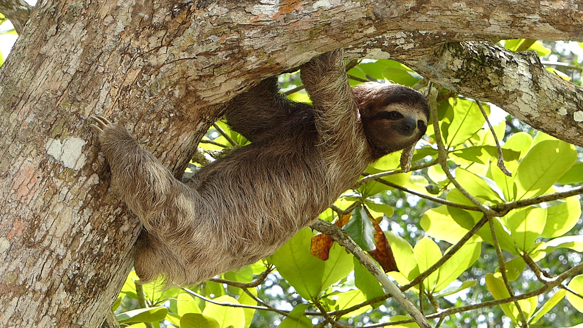 Sloth 2560X1440 Wallpaper and Background Image