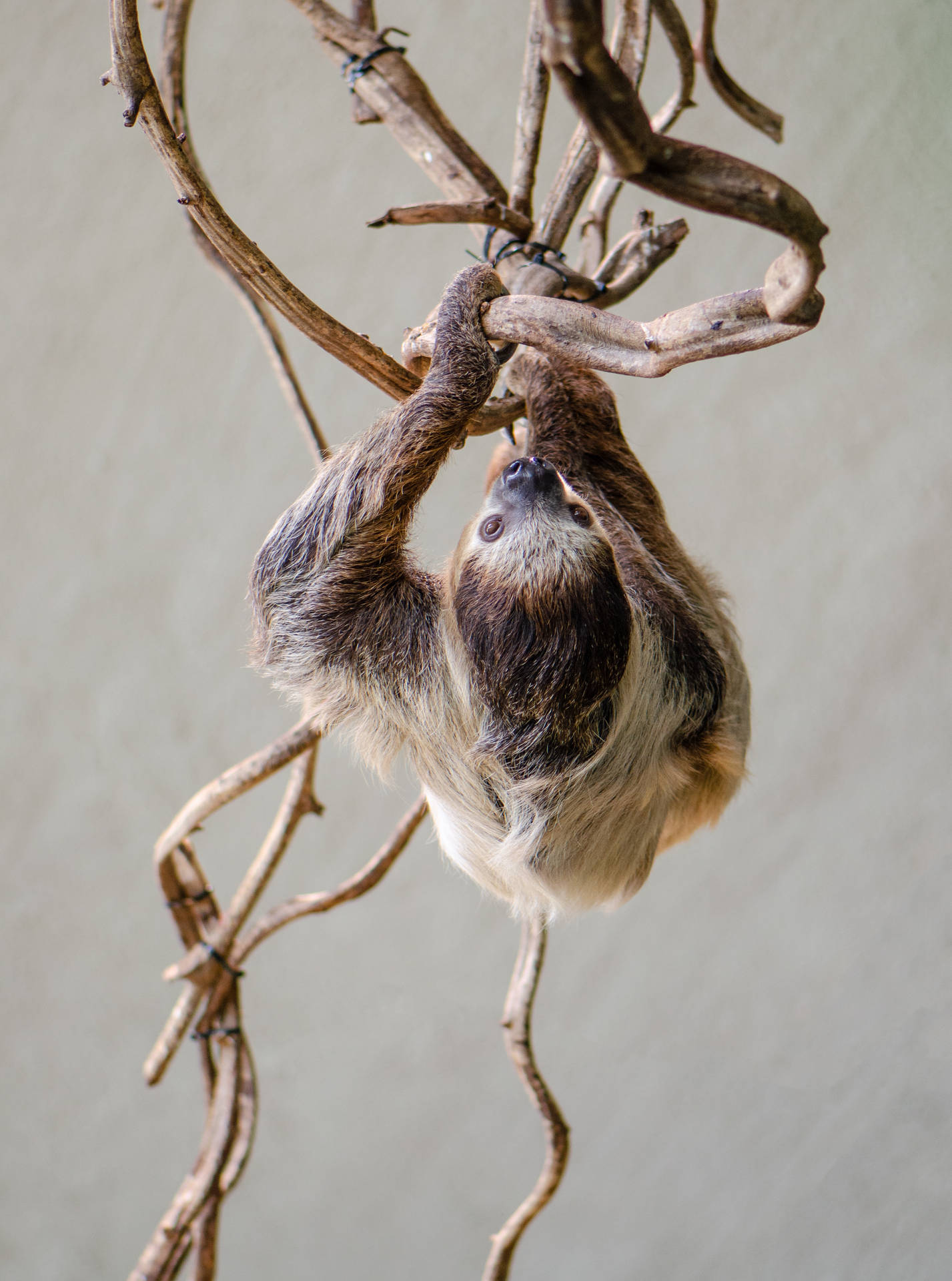 Sloth 3039X4088 Wallpaper and Background Image