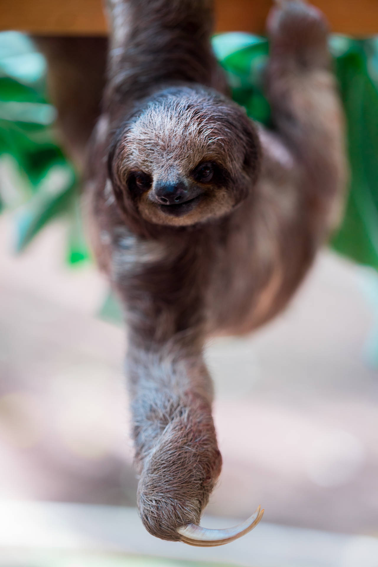 4000X6000 Sloth Wallpaper and Background