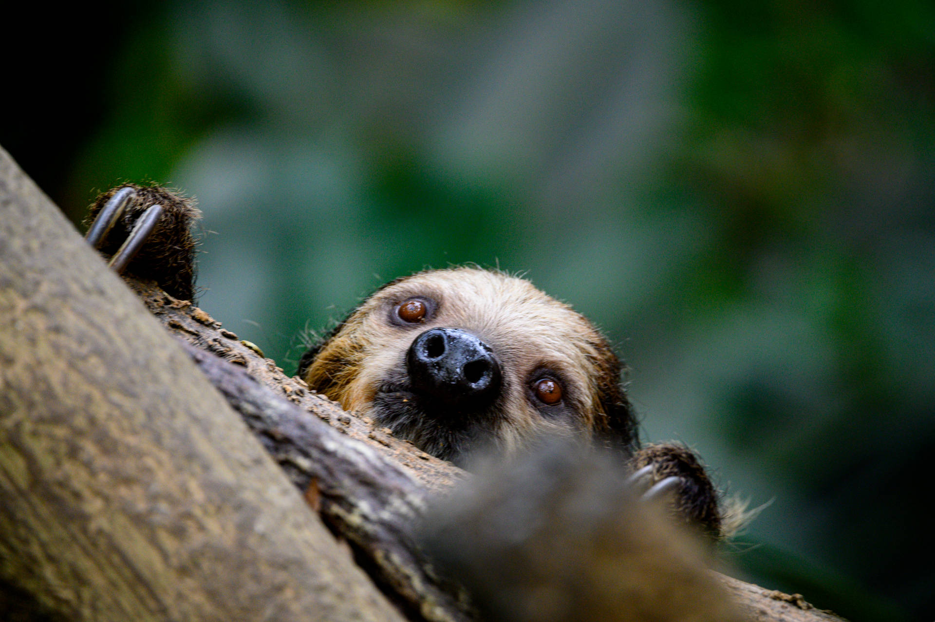6048X4024 Sloth Wallpaper and Background