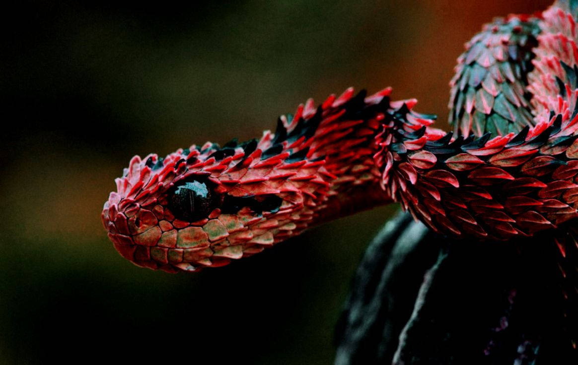 1164X736 Snake Wallpaper and Background
