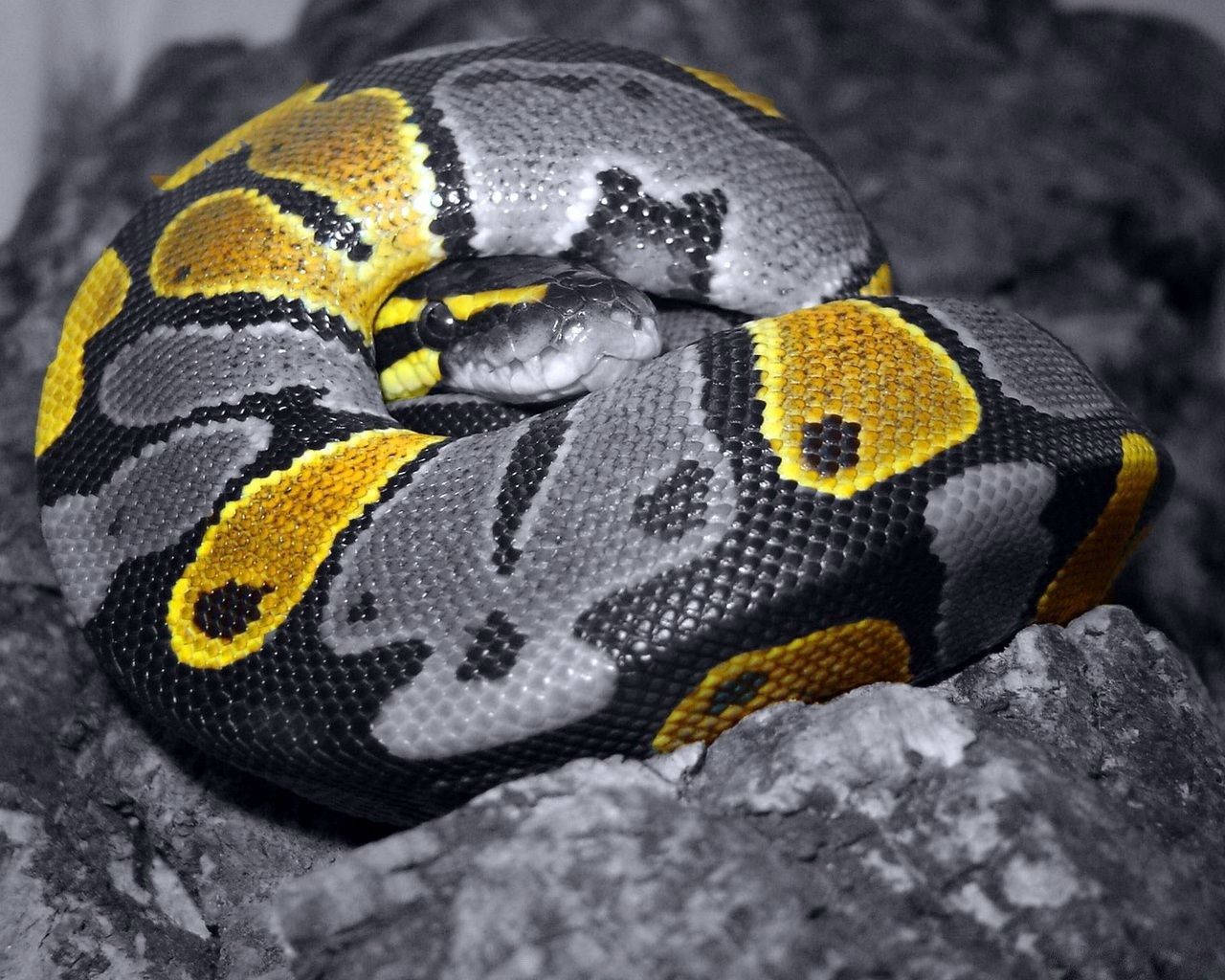 Snake 1280X1024 Wallpaper and Background Image
