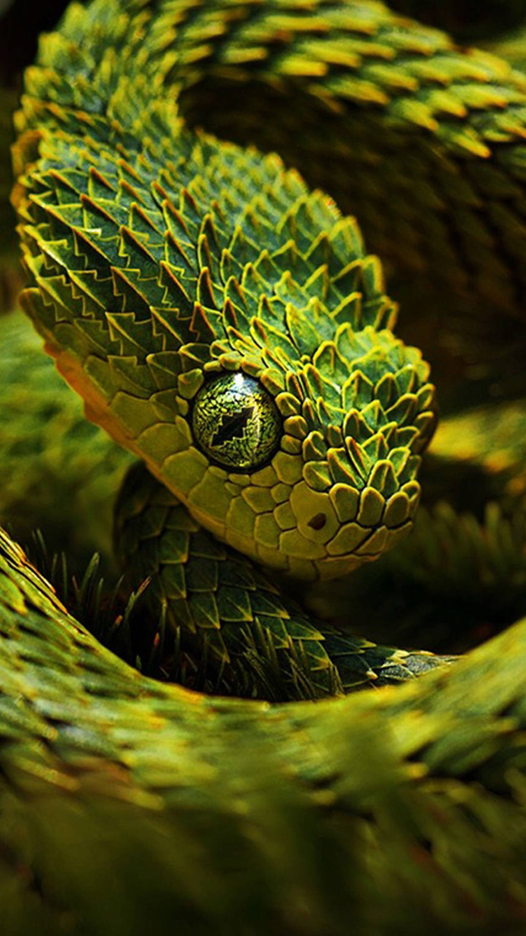 1440X2560 Snake Wallpaper and Background