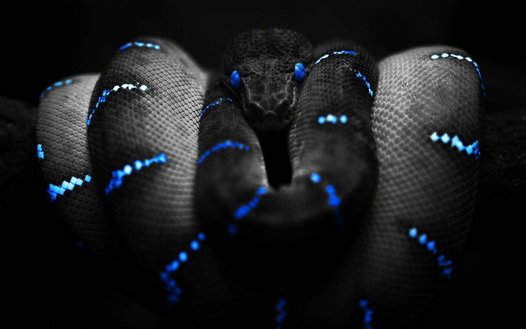 1680X1050 Snake Wallpaper and Background