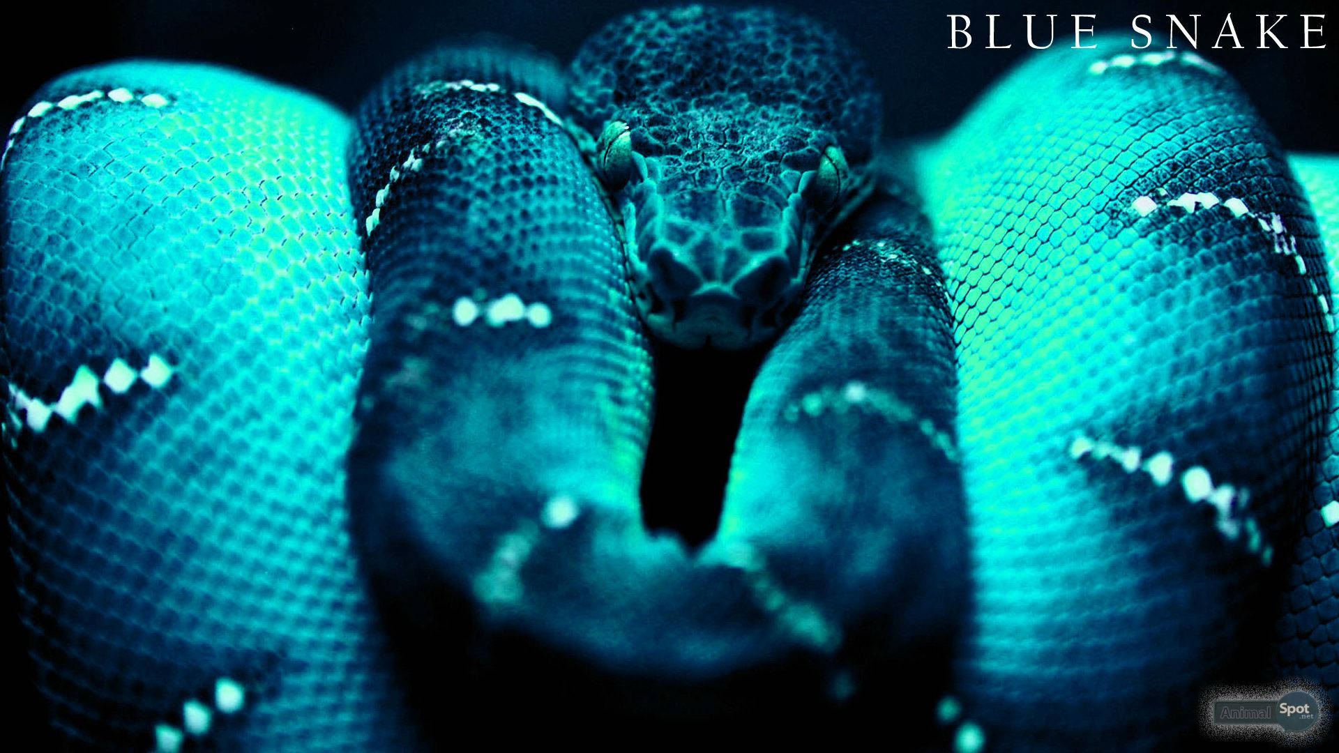 Snake 1920X1080 Wallpaper and Background Image