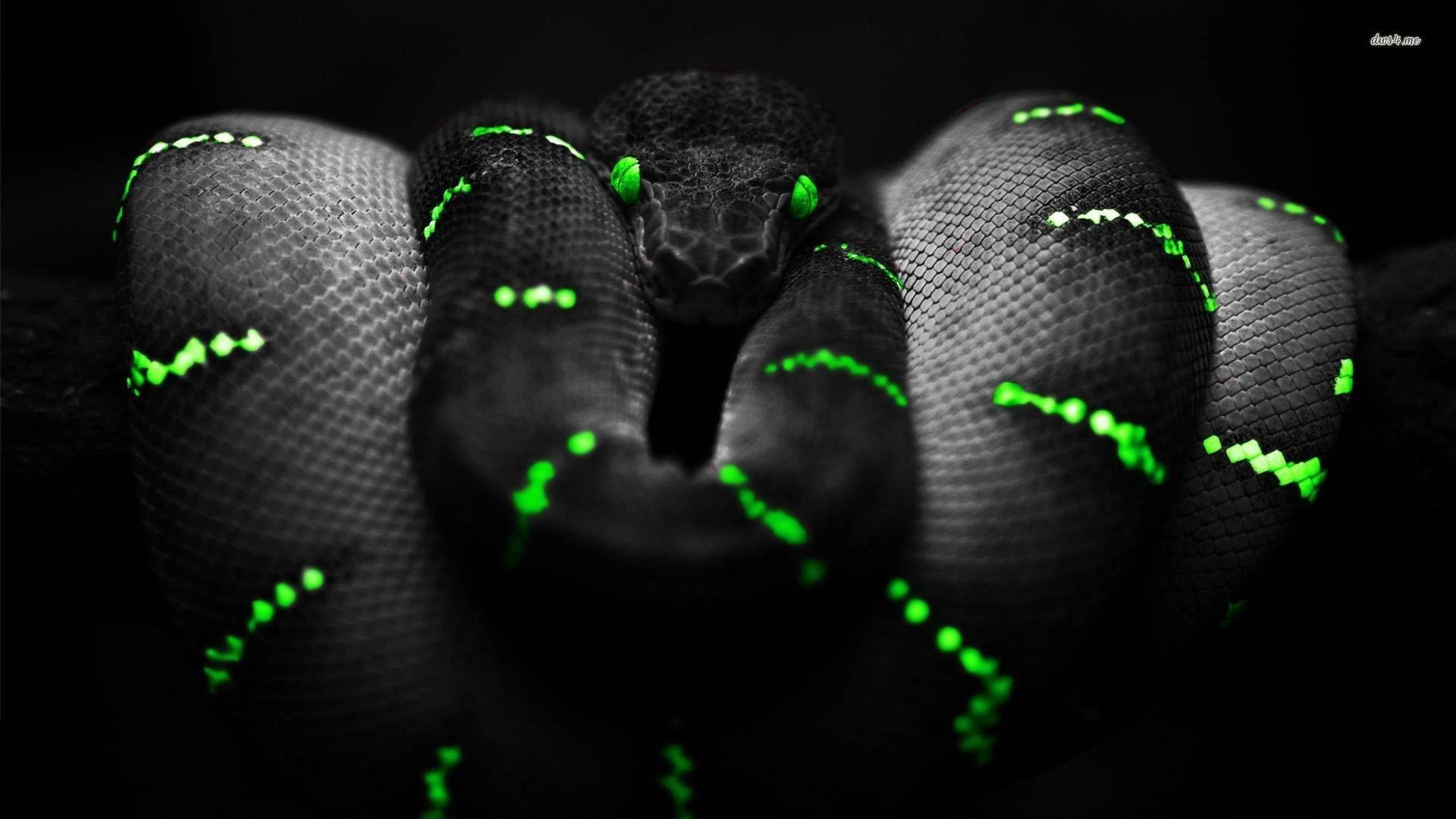 Snake 1920X1080 Wallpaper and Background Image