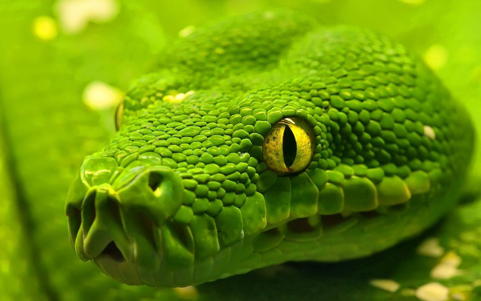 Snake 1920X1200 Wallpaper and Background Image