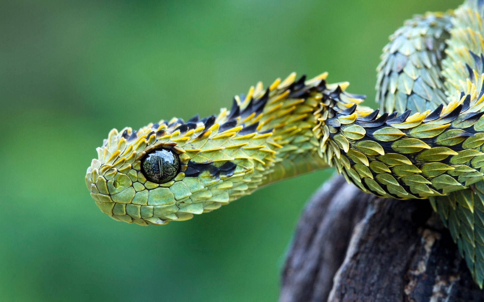 Snake 1920X1200 Wallpaper and Background Image