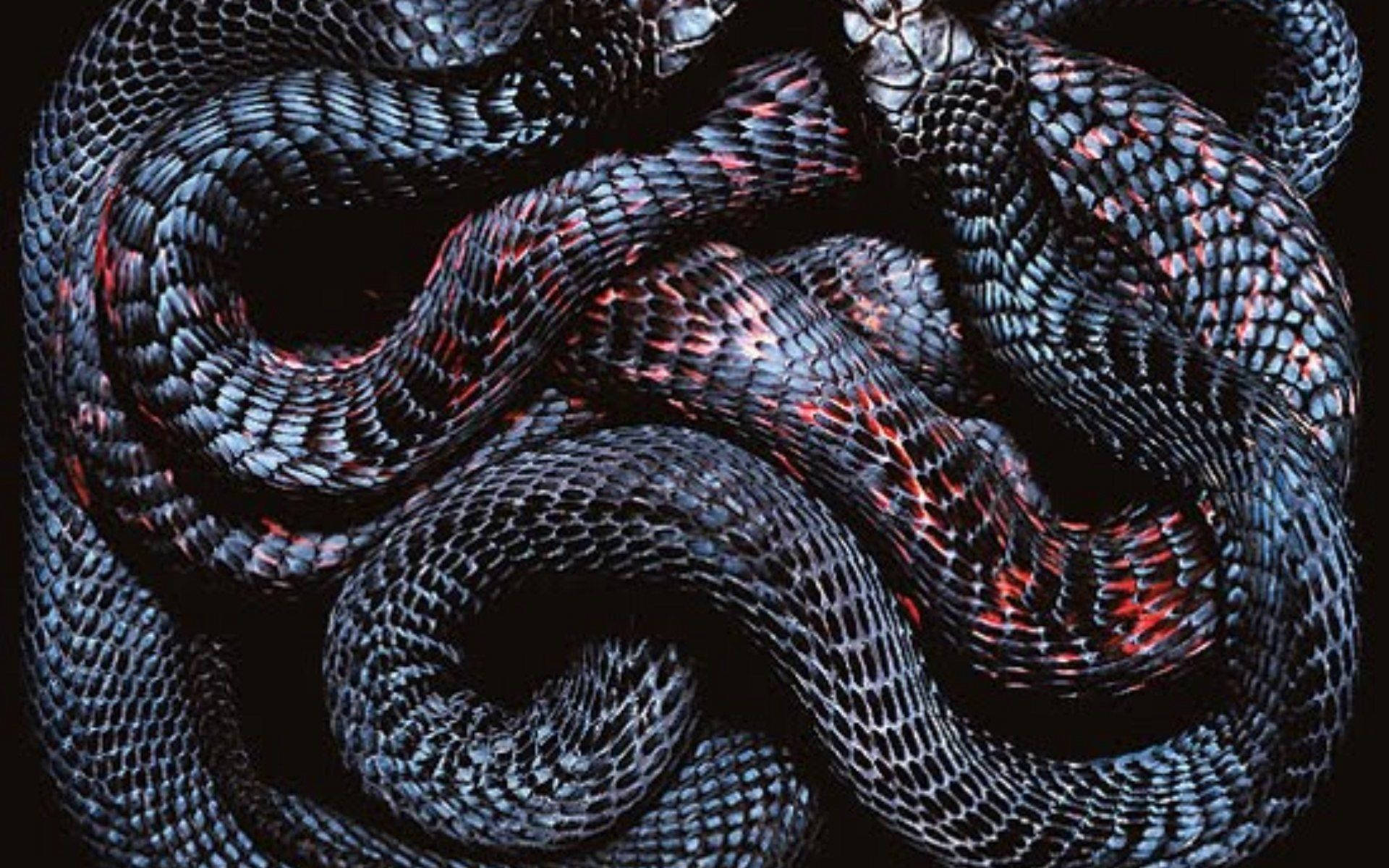 1920X1200 Snake Wallpaper and Background