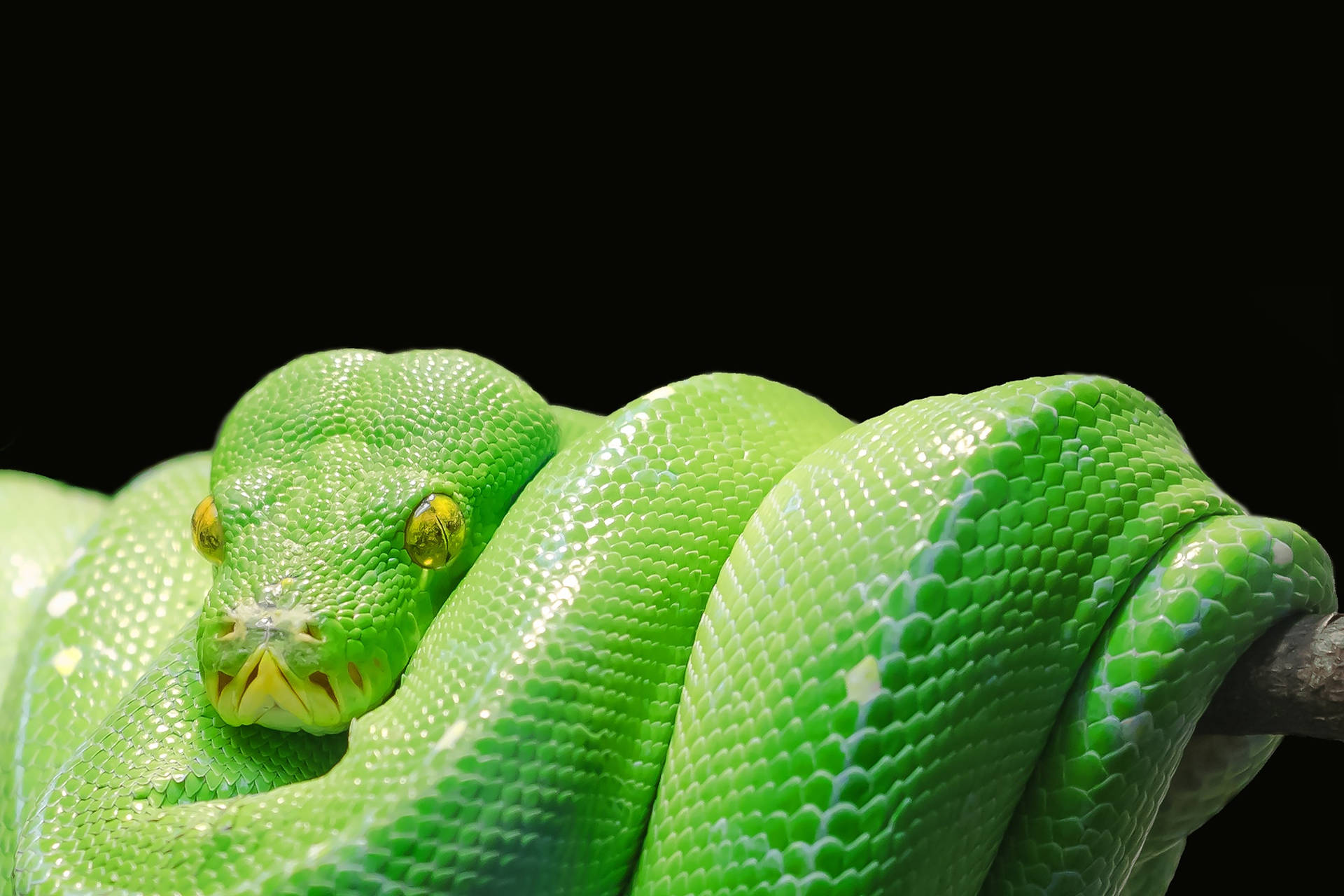 2100X1400 Snake Wallpaper and Background