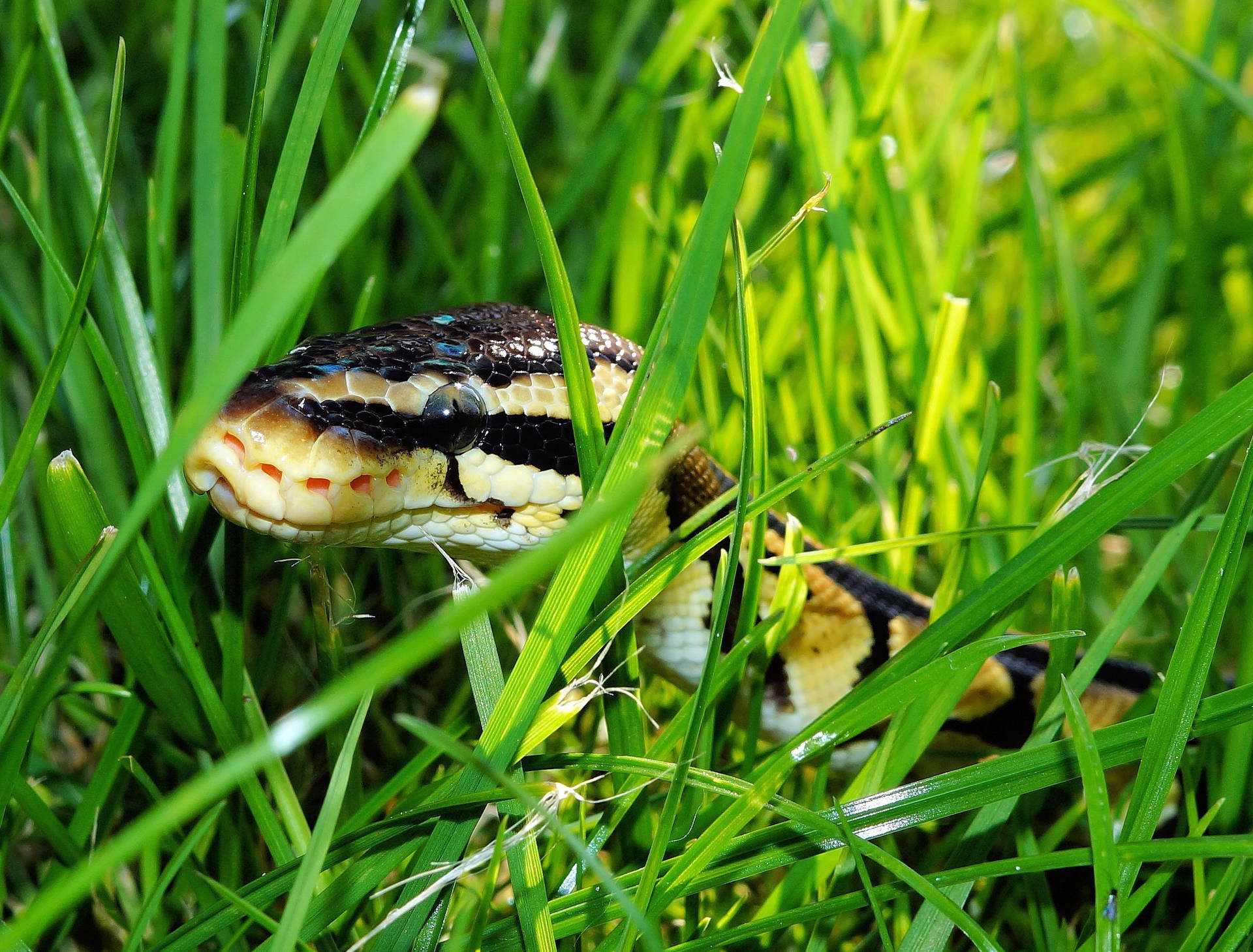 2510X1907 Snake Wallpaper and Background