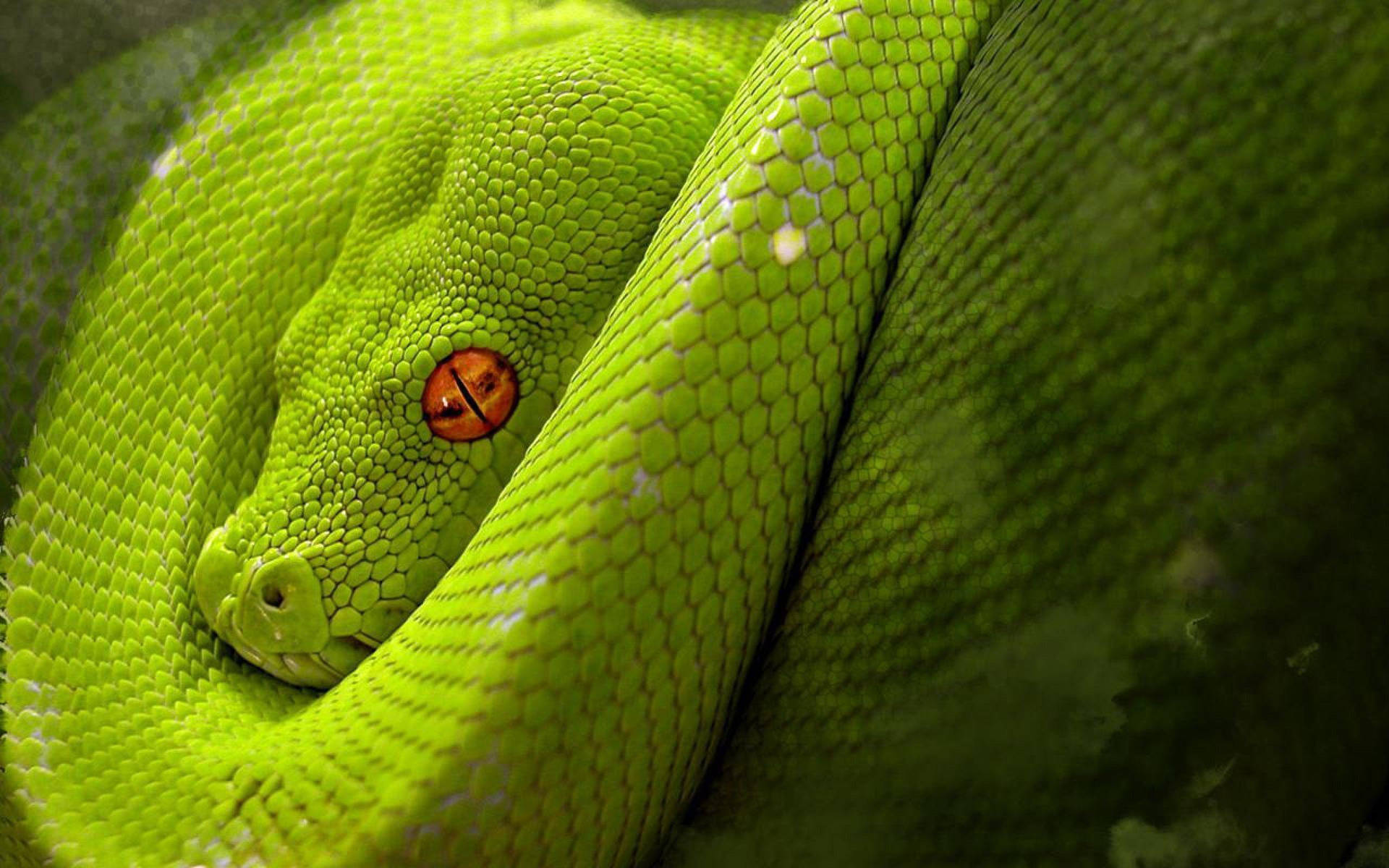 2560X1600 Snake Wallpaper and Background