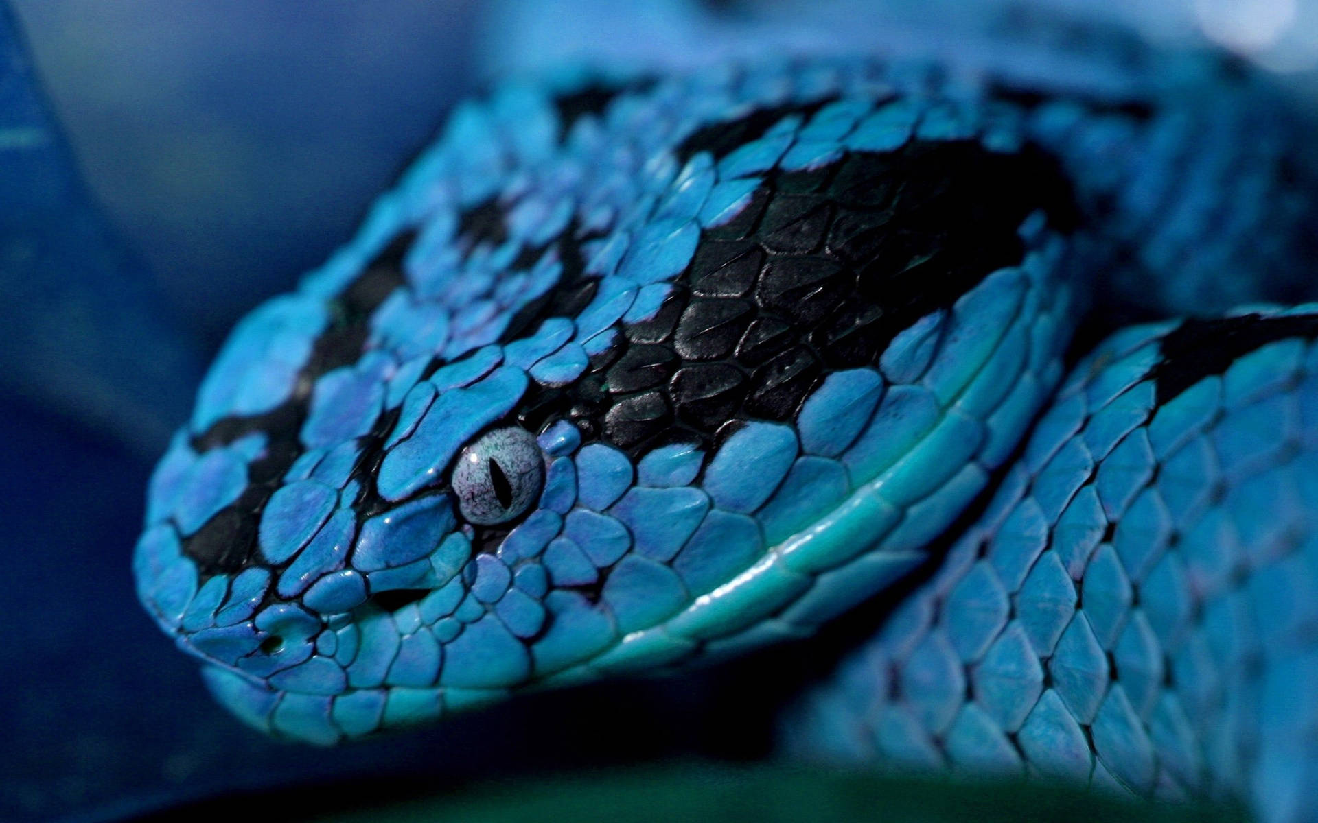 Snake 2560X1600 Wallpaper and Background Image