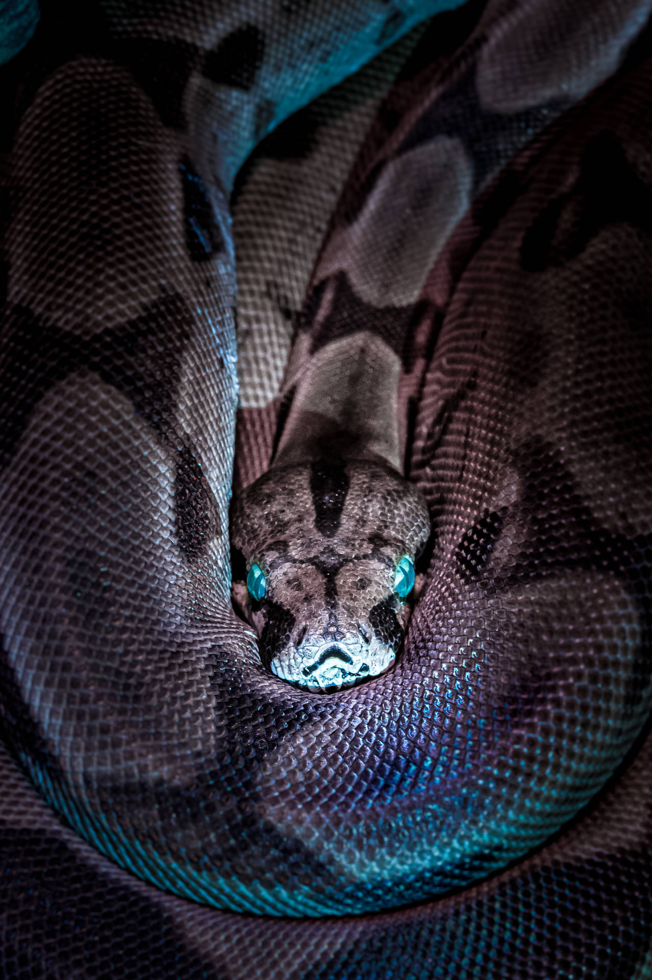 Snake 2870X4313 Wallpaper and Background Image