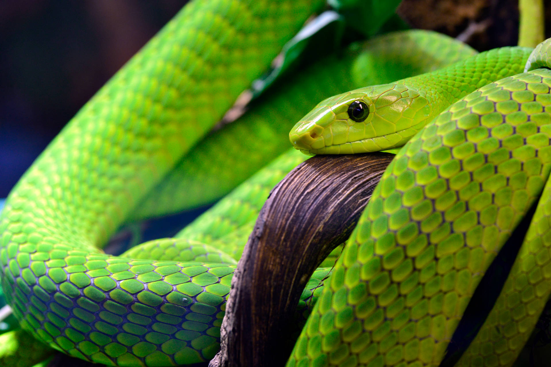 6016X4016 Snake Wallpaper and Background
