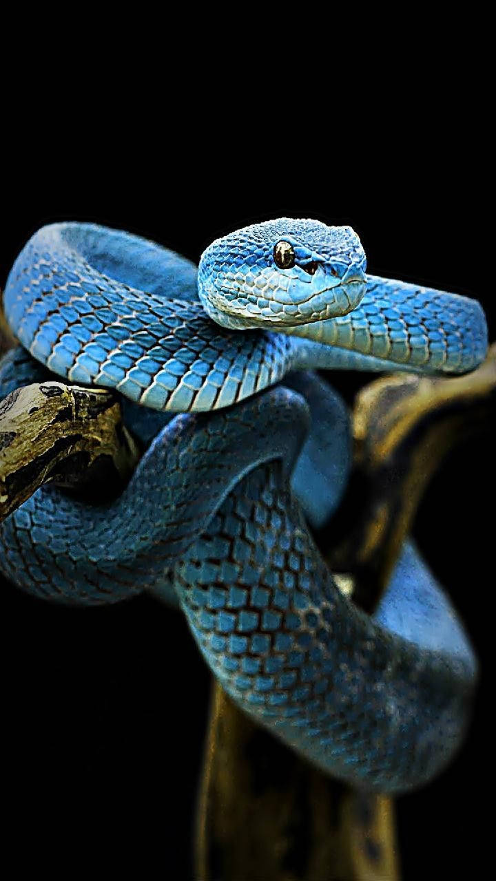 720X1280 Snake Wallpaper and Background
