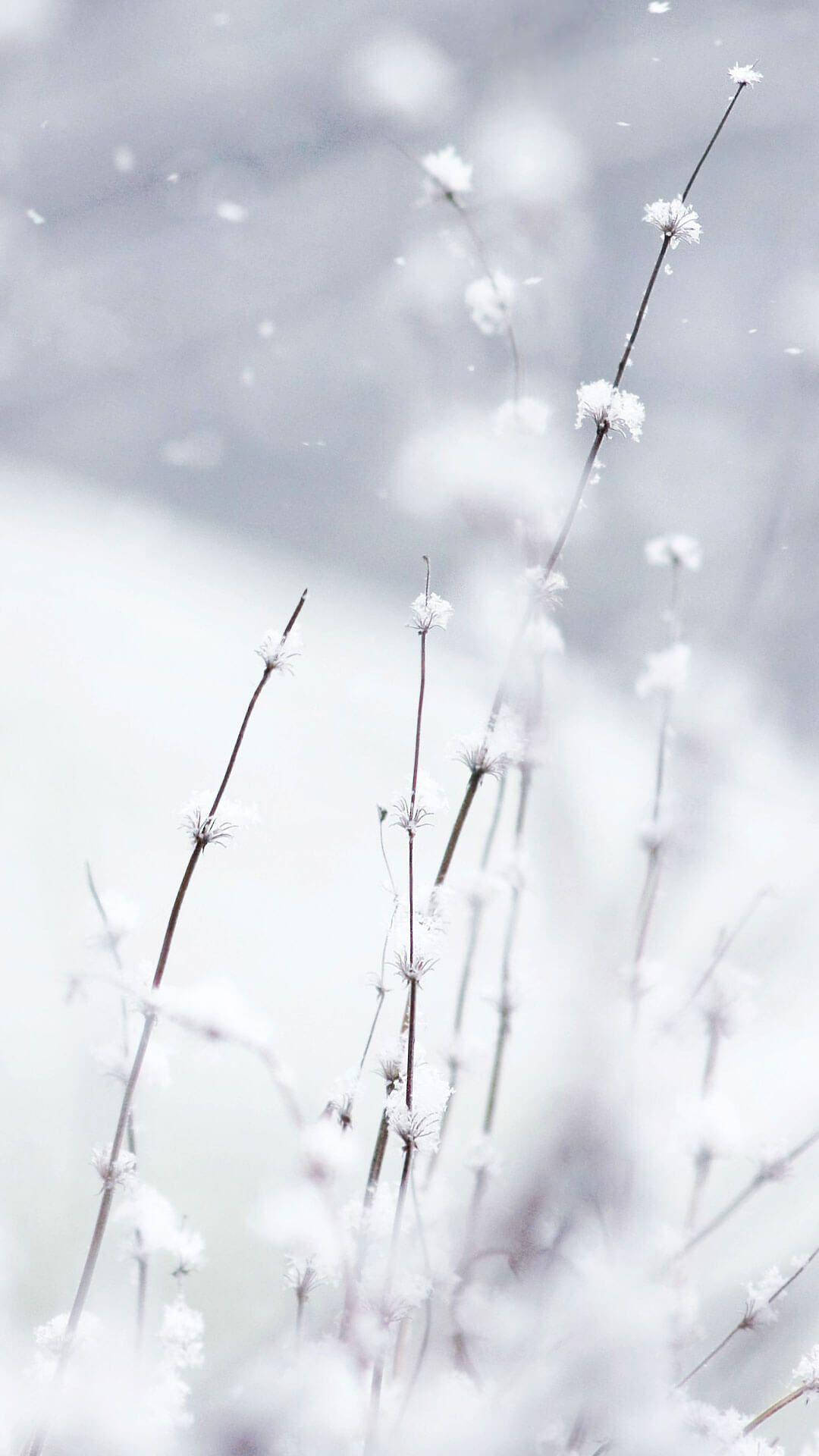 1080X1920 Snow Wallpaper and Background