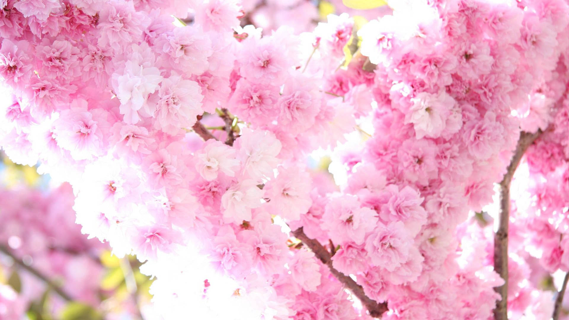 Spring 1920X1080 Wallpaper and Background Image