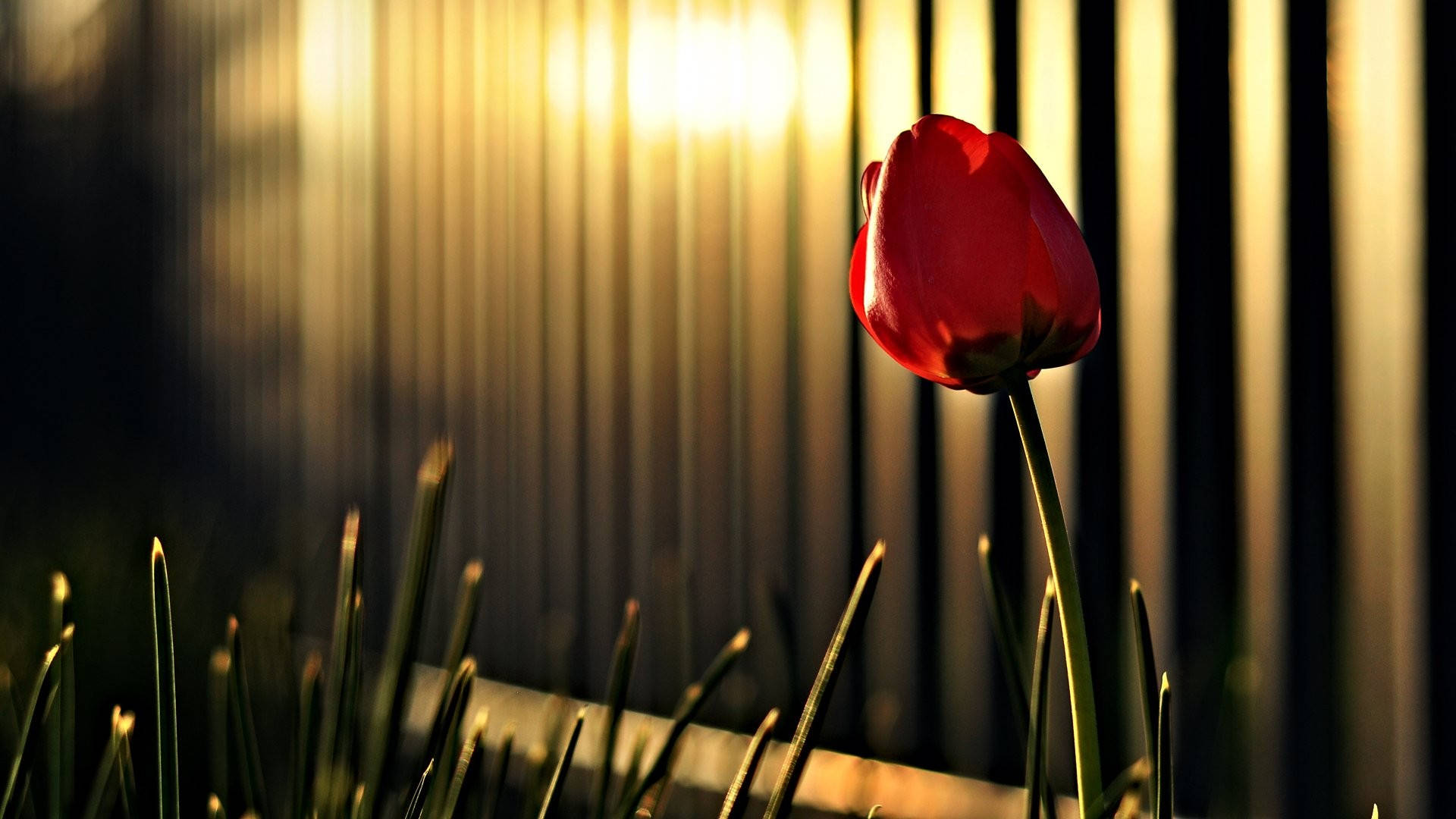 1920X1080 Spring Wallpaper and Background