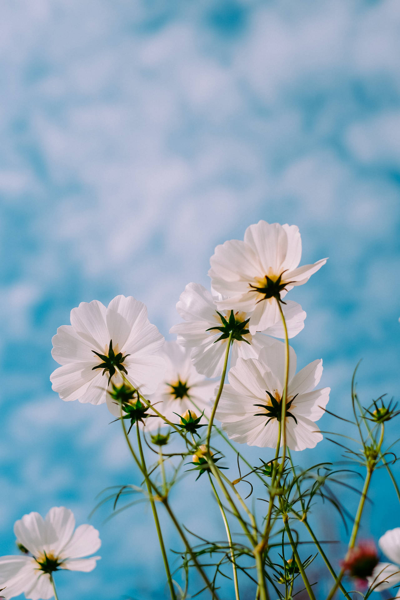 3264X4896 Spring Wallpaper and Background
