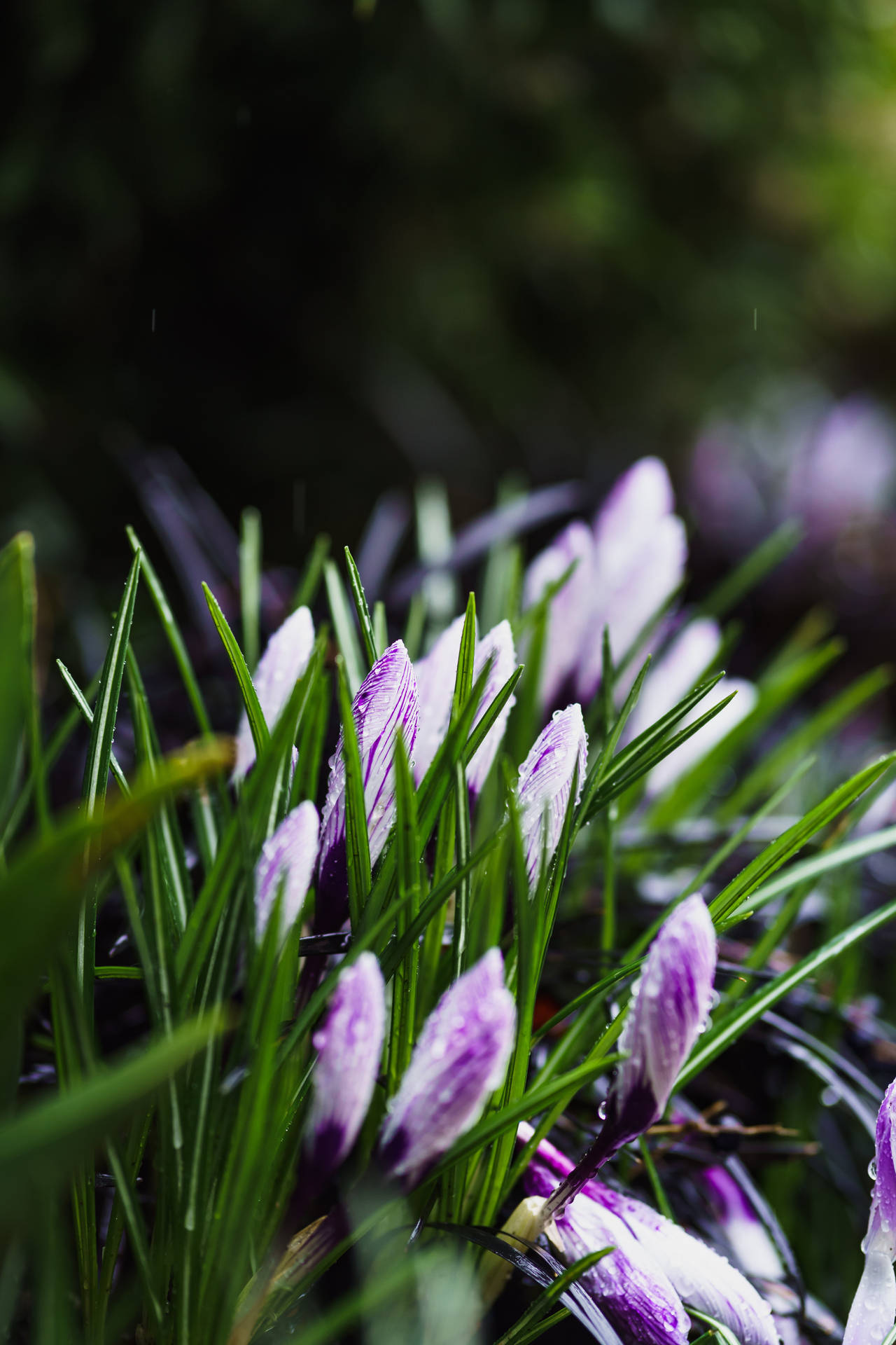 4000X6000 Spring Wallpaper and Background