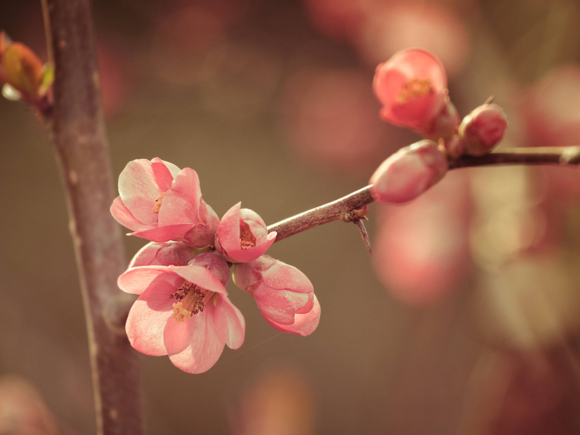 Spring 4067X3050 Wallpaper and Background Image