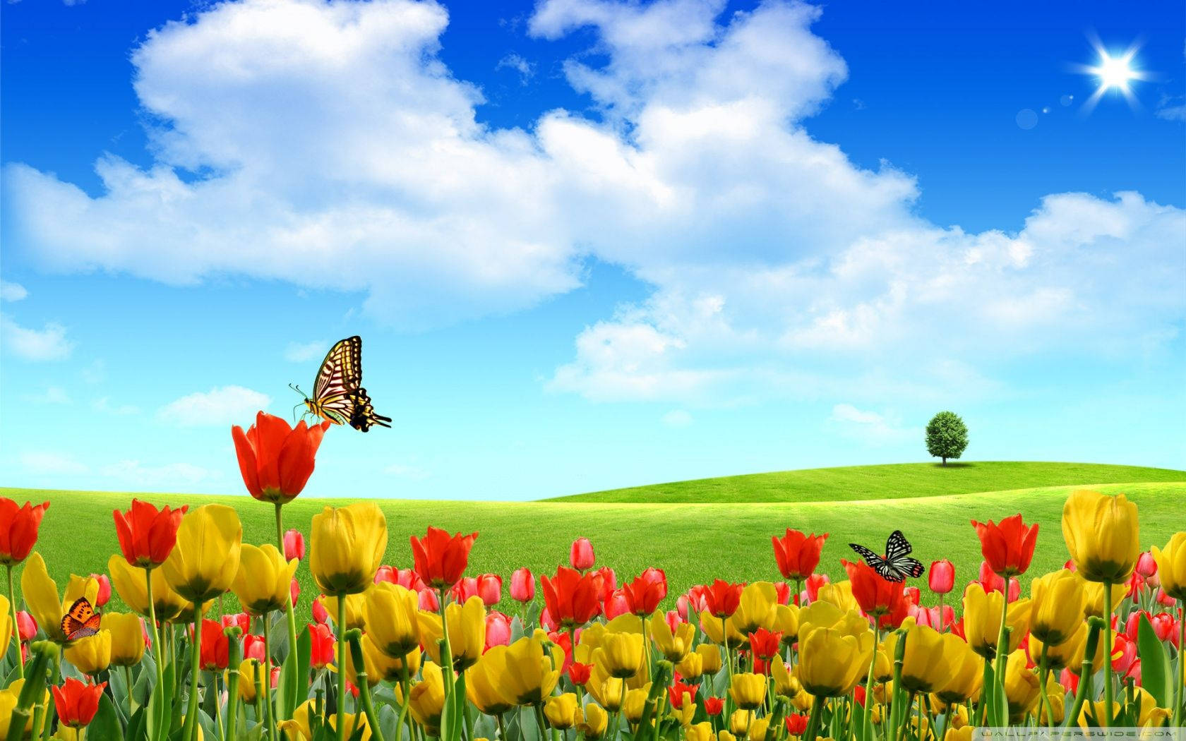 Spring Desktop 1680X1050 Wallpaper and Background Image