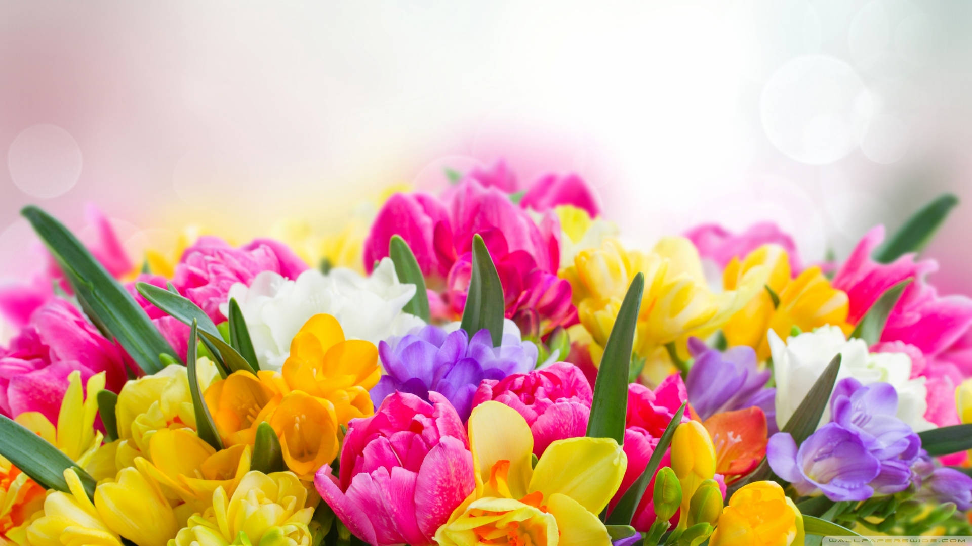 Spring Flowers 1920X1080 Wallpaper and Background Image