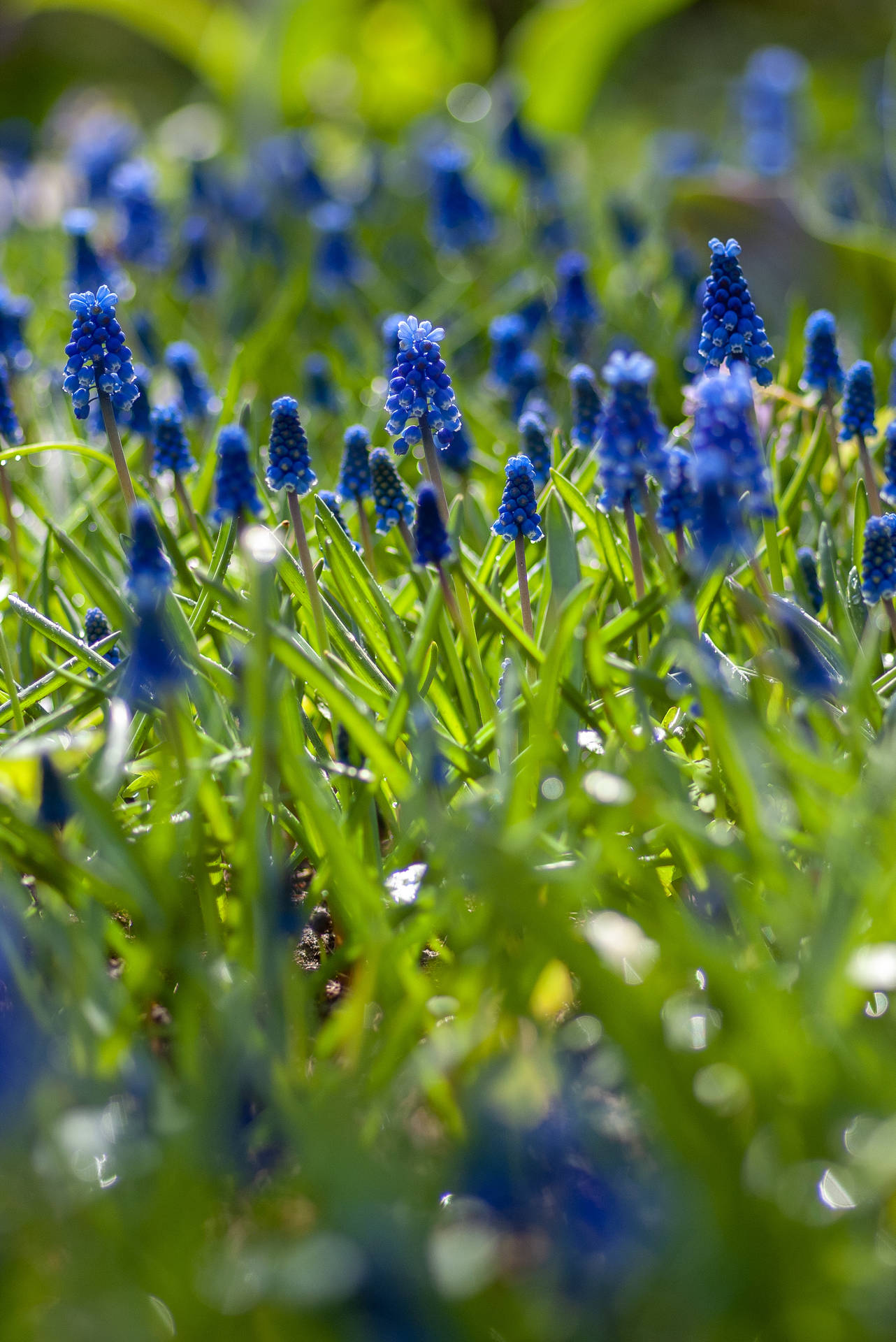 2008X3008 Spring Flowers Wallpaper and Background