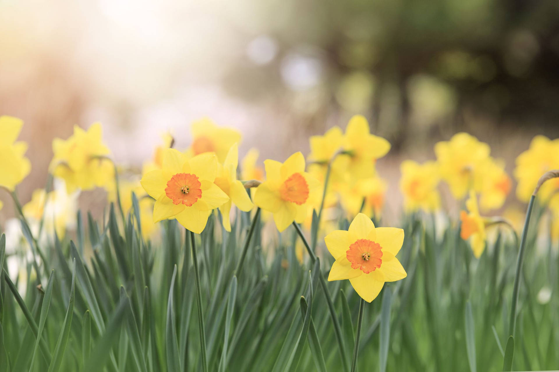 2121X1414 Spring Flowers Wallpaper and Background