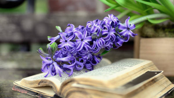 600X338 Spring Flowers Wallpaper and Background