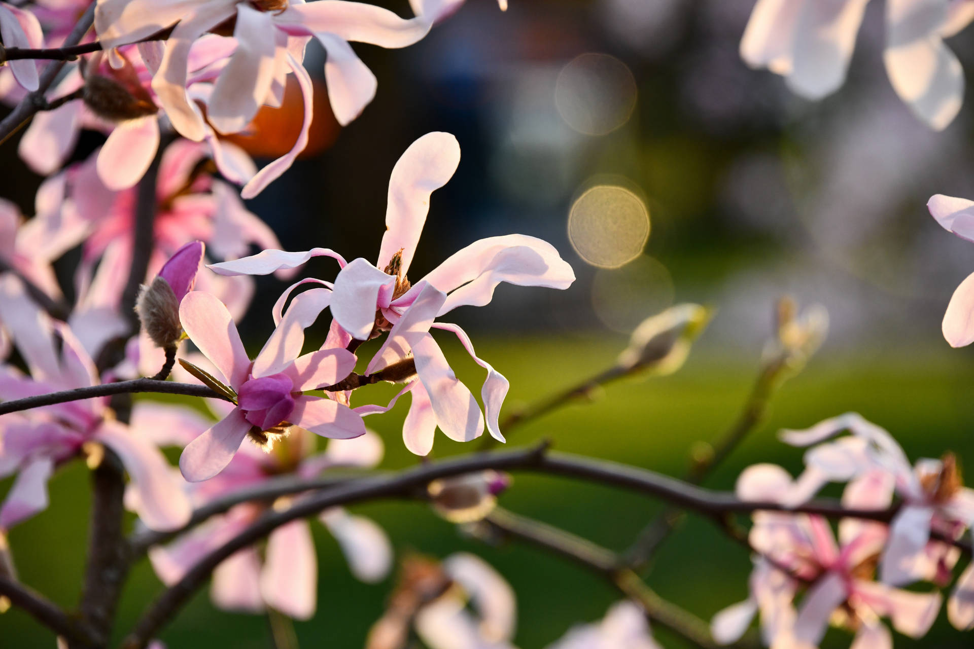 8256X5504 Spring Flowers Wallpaper and Background