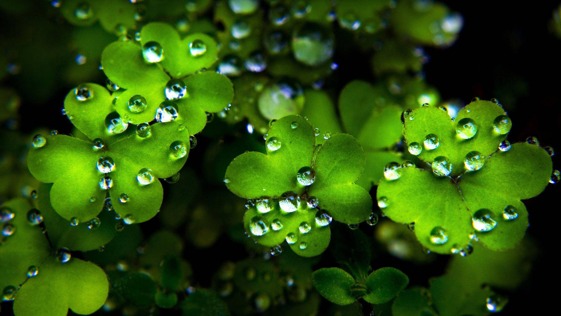 St Patrick's Day 2560X1440 Wallpaper and Background Image