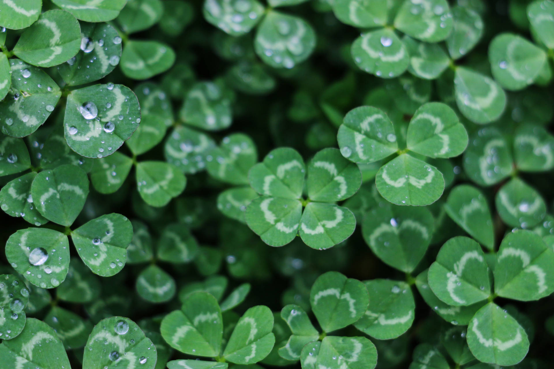 St Patrick's Day 5472X3648 Wallpaper and Background Image